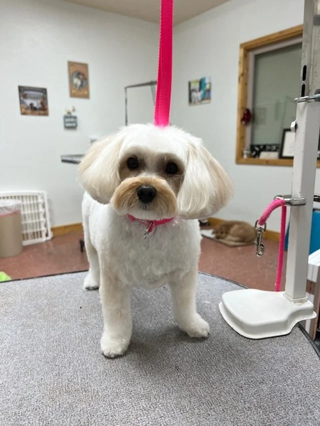 Happy pup at Muddy Paws Grooming