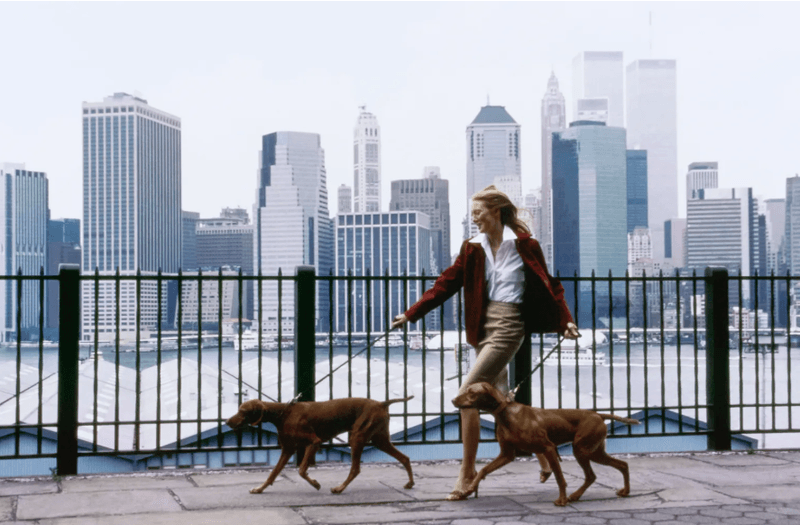 Downtown Brooklyn near Fort Greene and Brooklyn Bridge Park, where Waving Paws walks private dogs