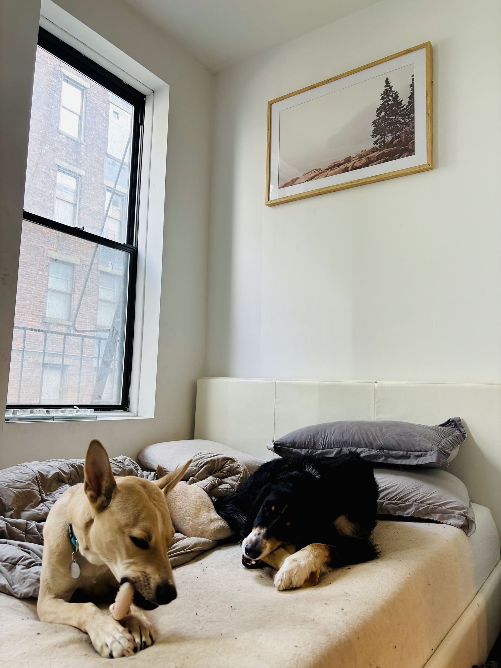 A dog at home in a Tribeca loft between visits