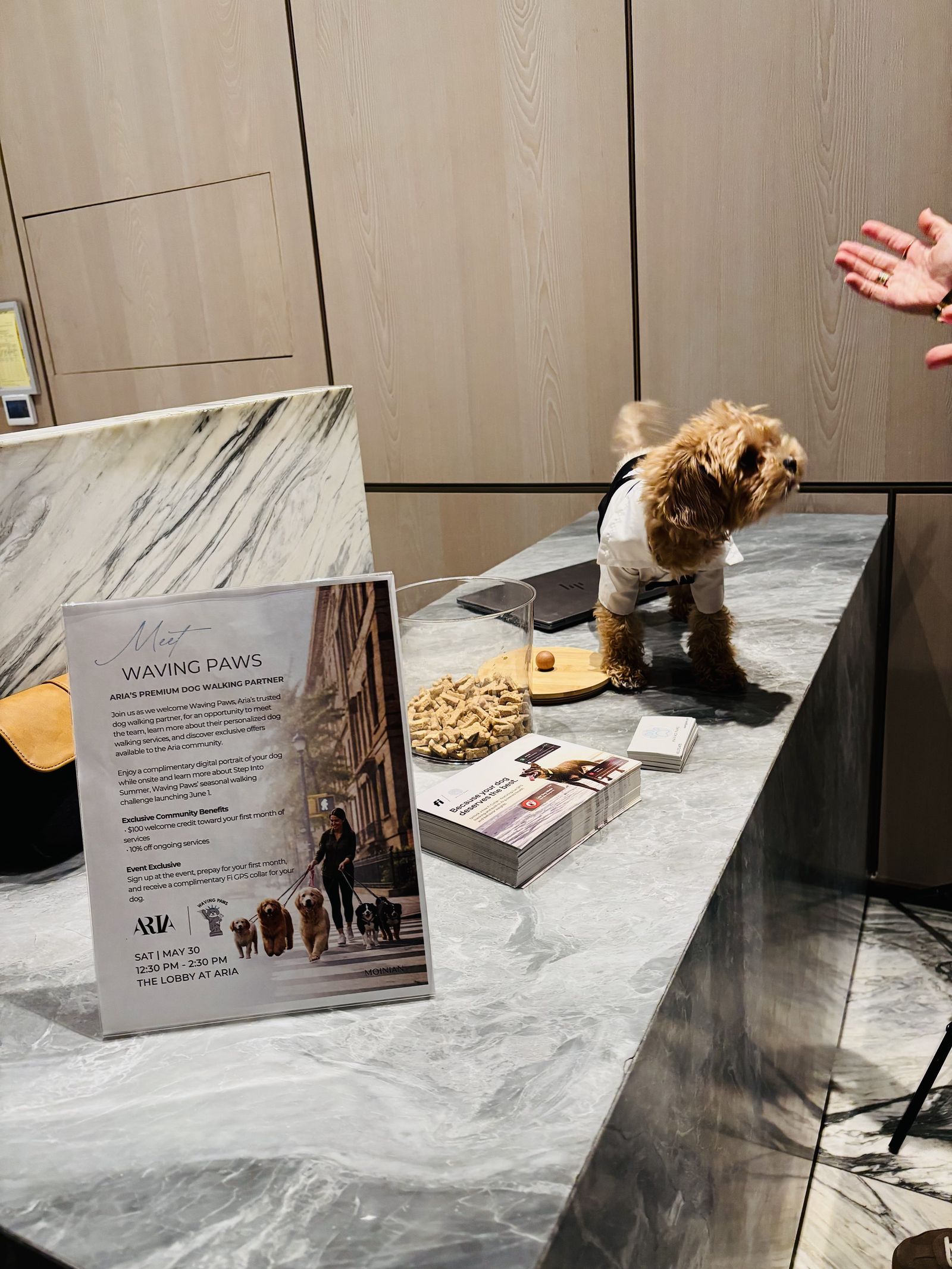A dog at home in a Downtown Brooklyn apartment between visits