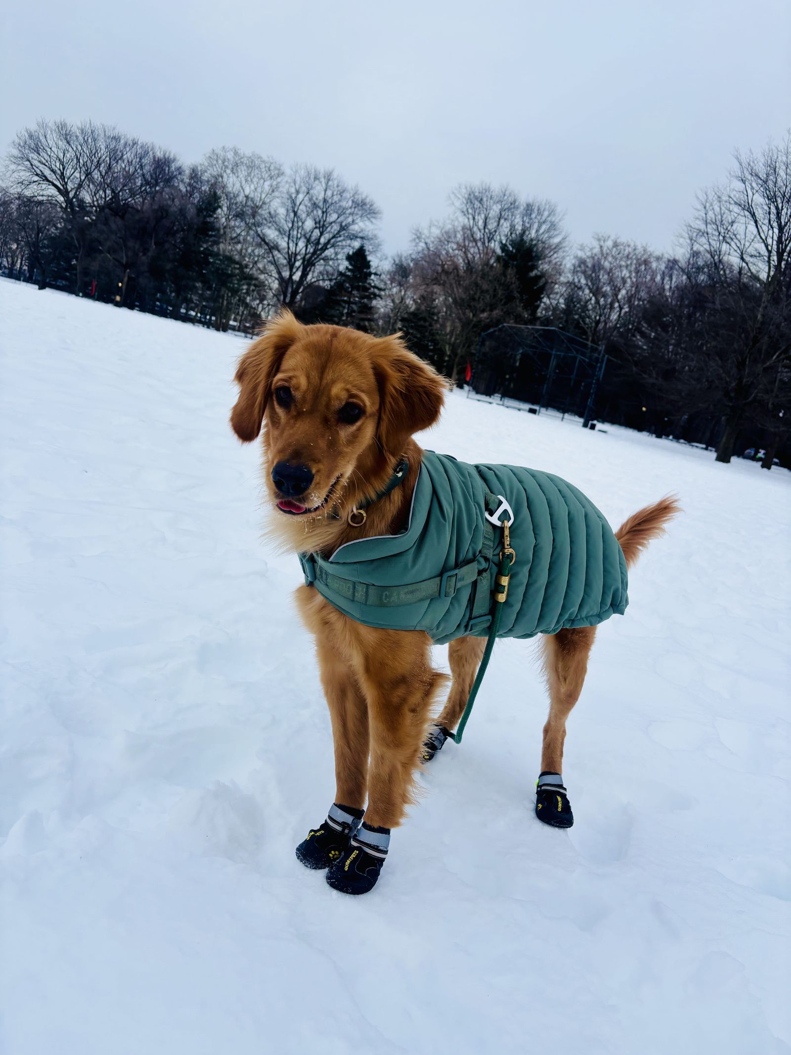 A private dog walk on a Tribeca cobblestone street