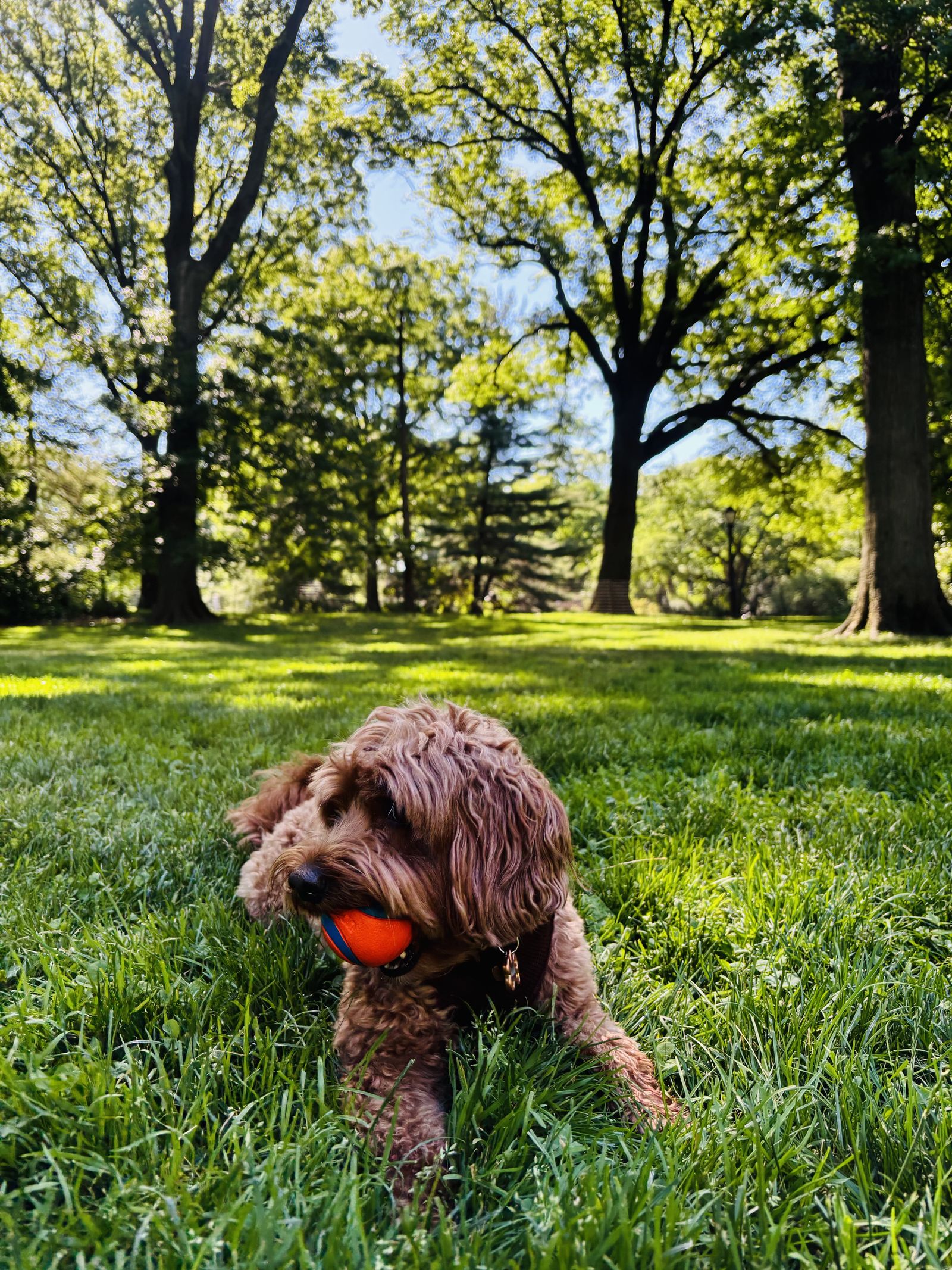 A private dog walk on a quiet Upper East Side street
