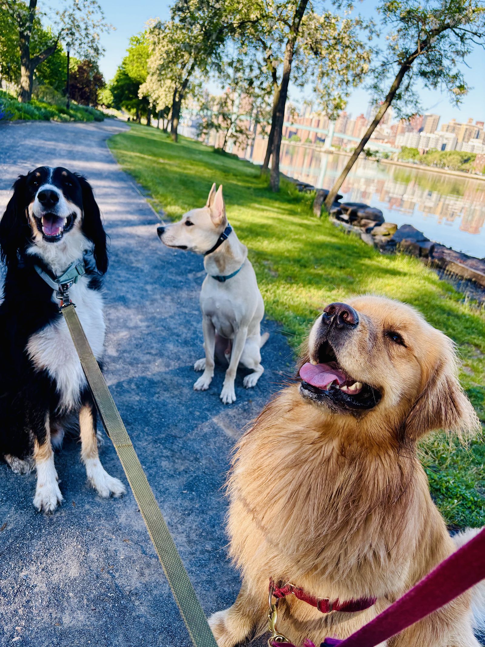 A private dog walk on a tree-lined Upper West Side street