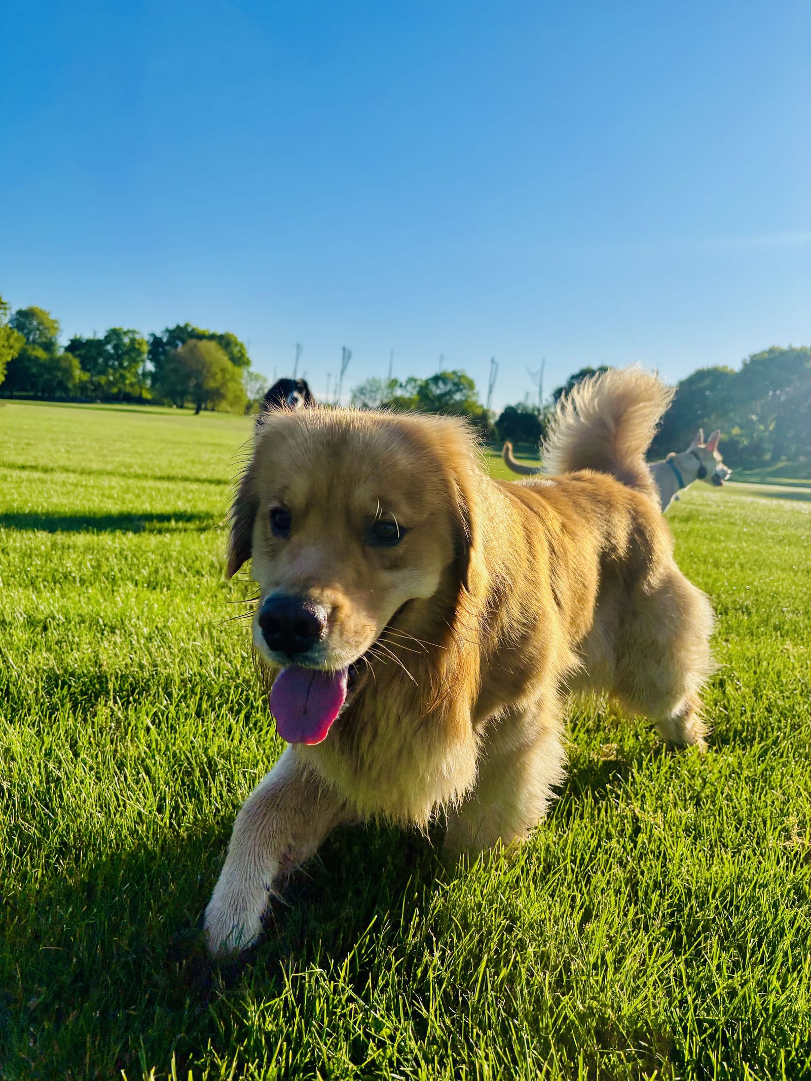 A private dog walk in a Downtown Brooklyn park