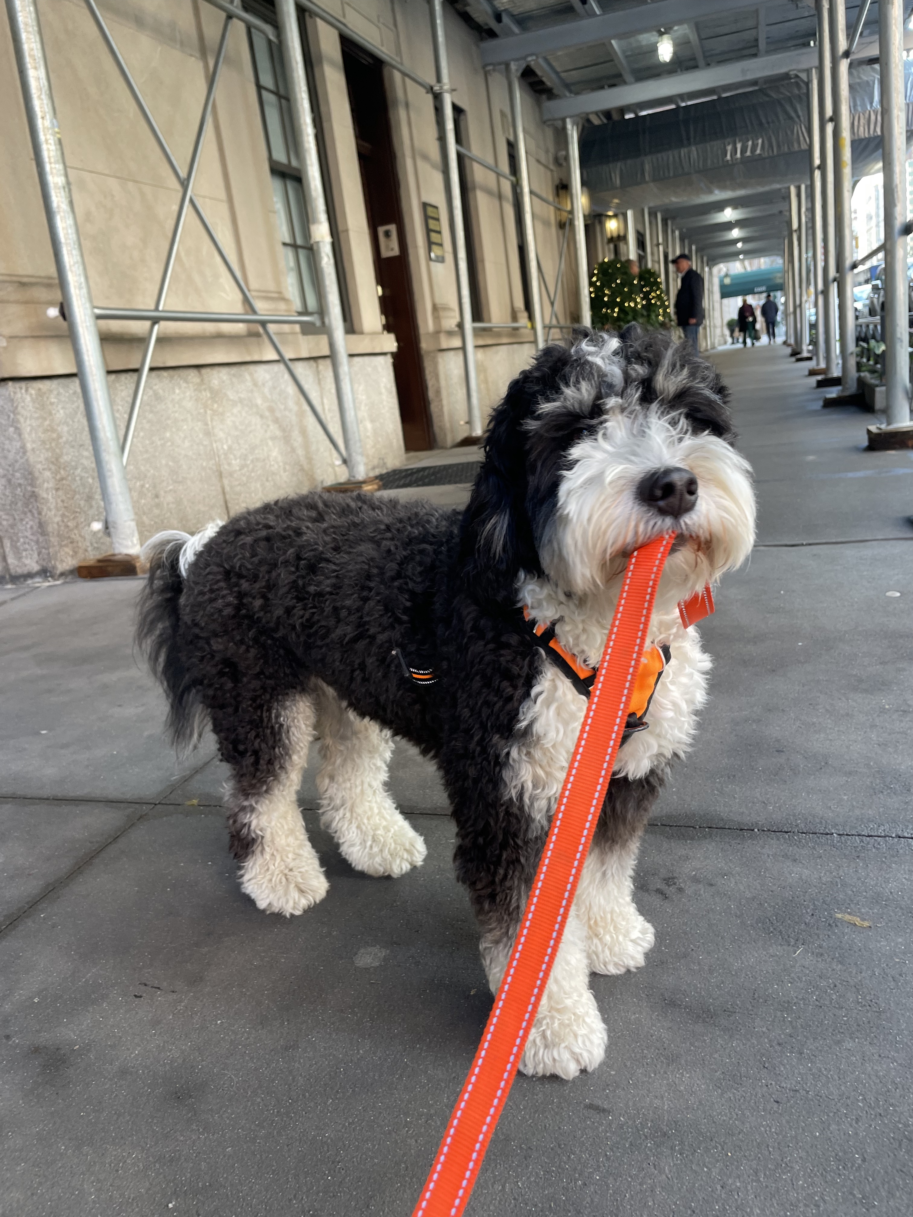A Bernedoodle carrying its own orange leash on a New York sidewalk