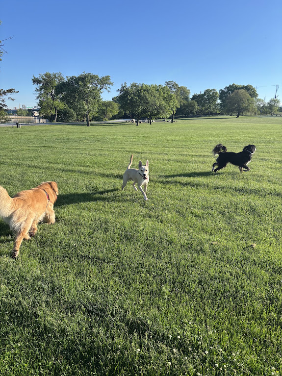 Dogs enjoying morning run time on a green park lawn