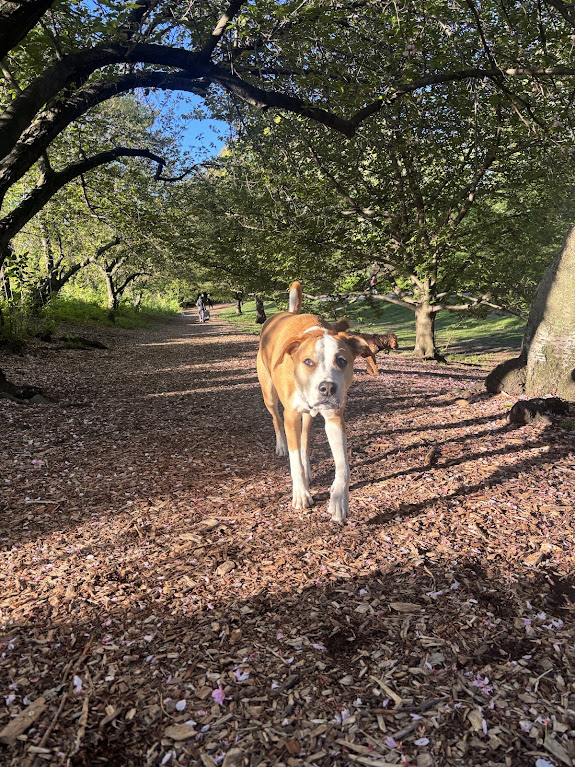 A dog trotting down a blossom covered park path in morning light