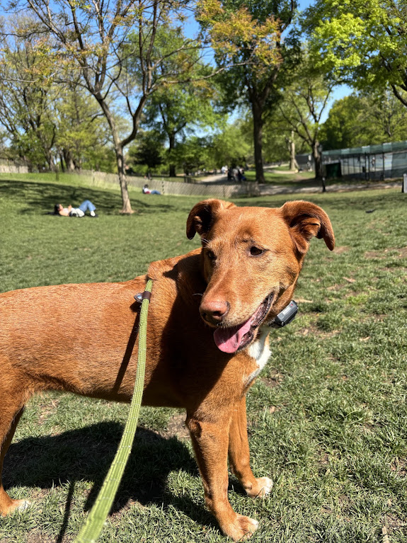A happy dog pausing on a sunny park lawn