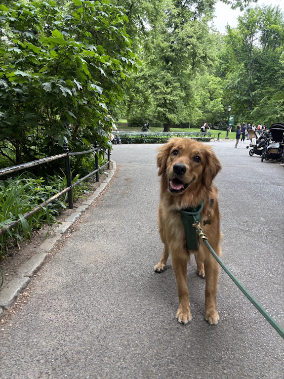 A golden retriever on a leashed walk along a Central Park path