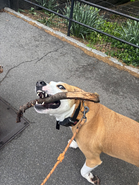 A proud dog carrying a very large stick on a walk