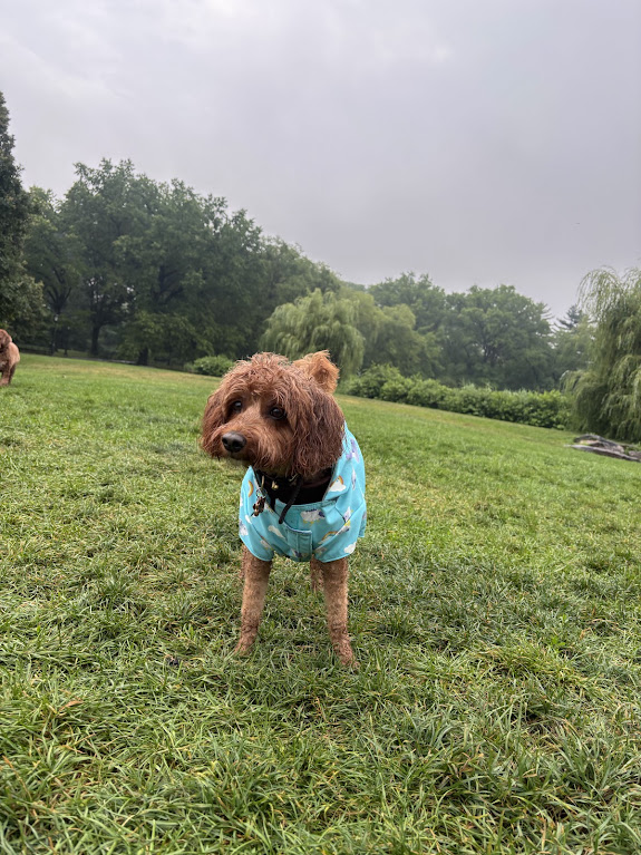 A goldendoodle in a raincoat on a misty park morning