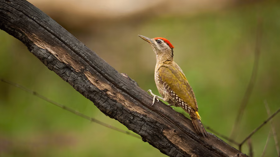 A woodpecker on a forest branch at Machaan Wilderness Lodge, Nagarhole