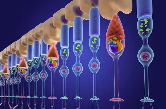 Scientific illustration of retinal photoreceptors and neural signaling