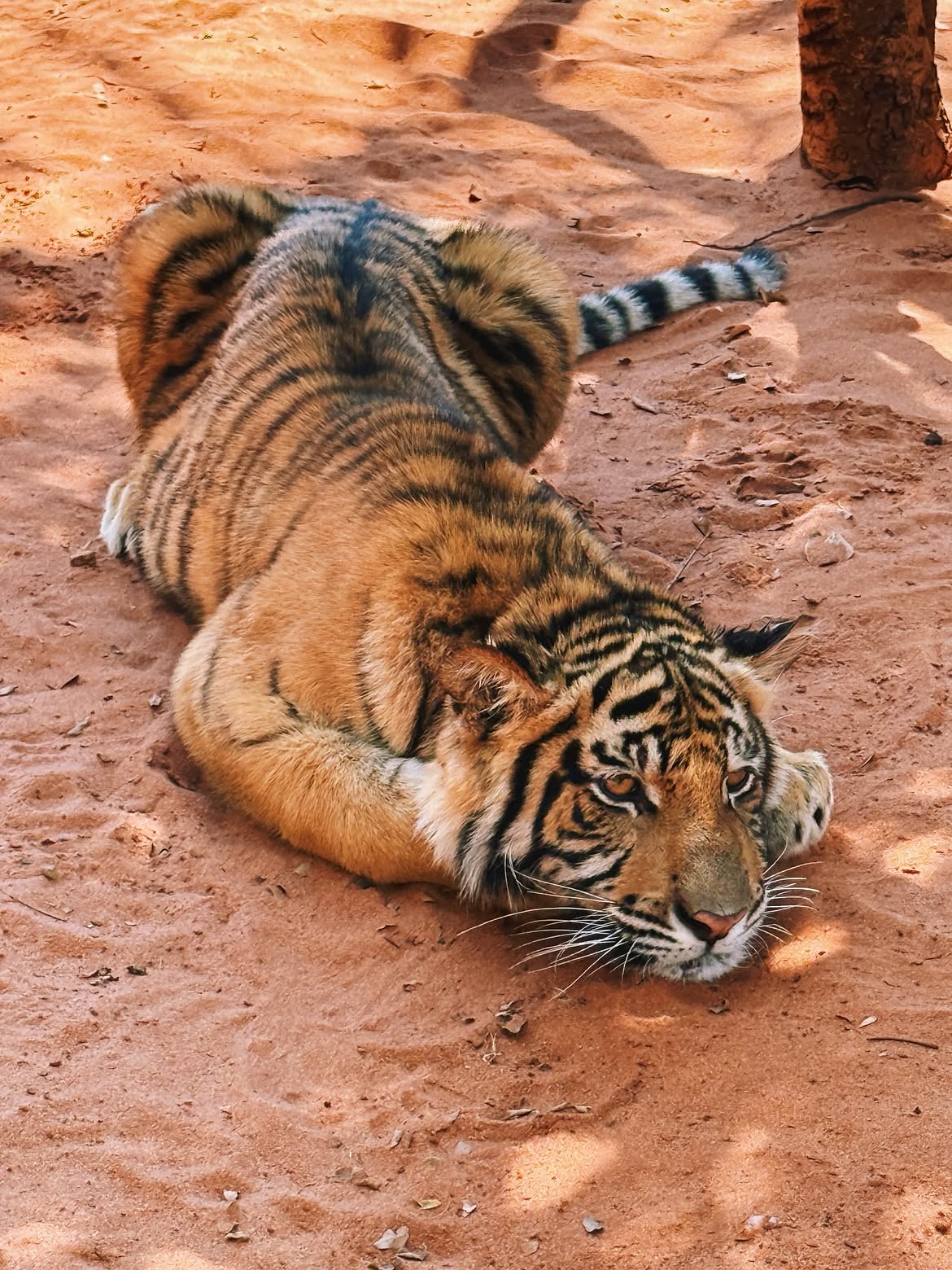 tati kapaya - tiger