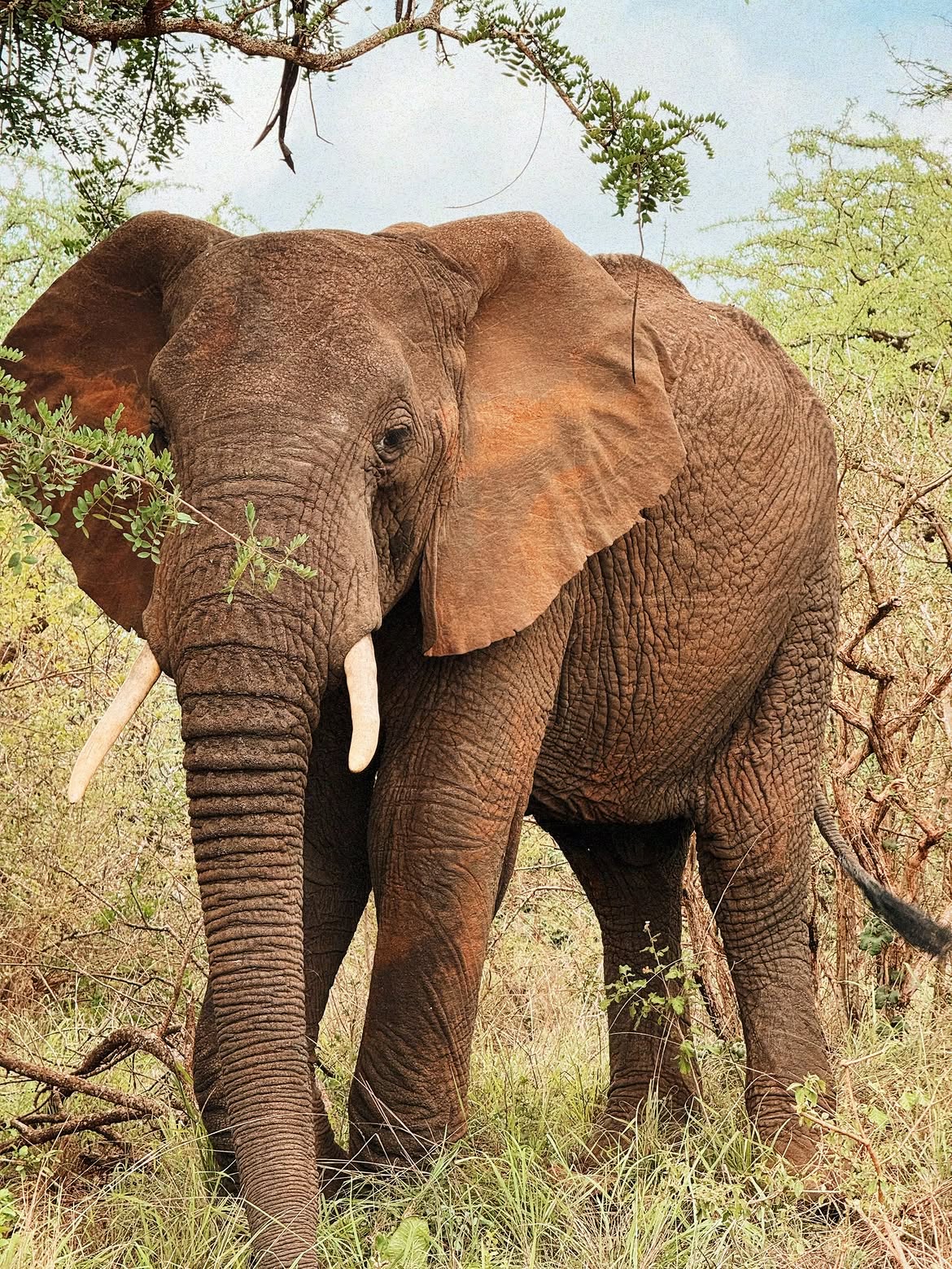 tati kapaya - elephant
