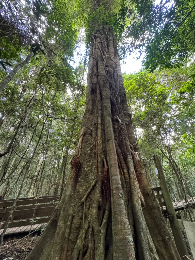 Springbrook rainforest tree
