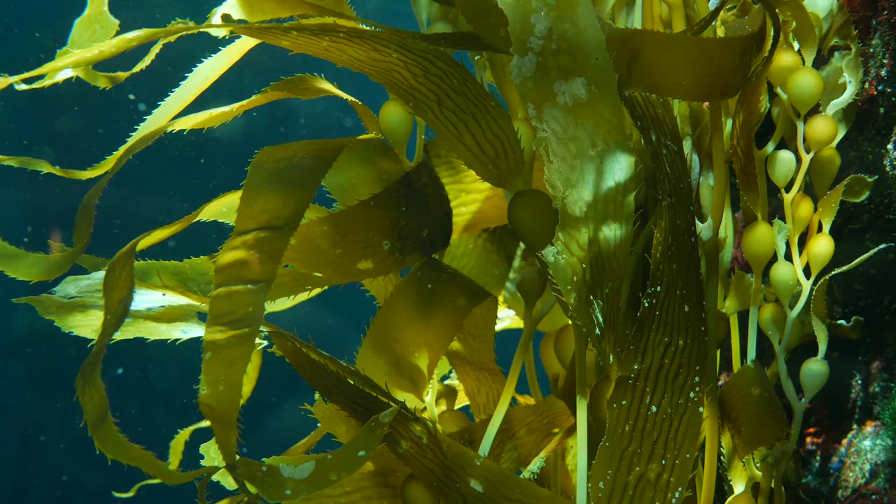 Underwater kelp and marine vegetation.