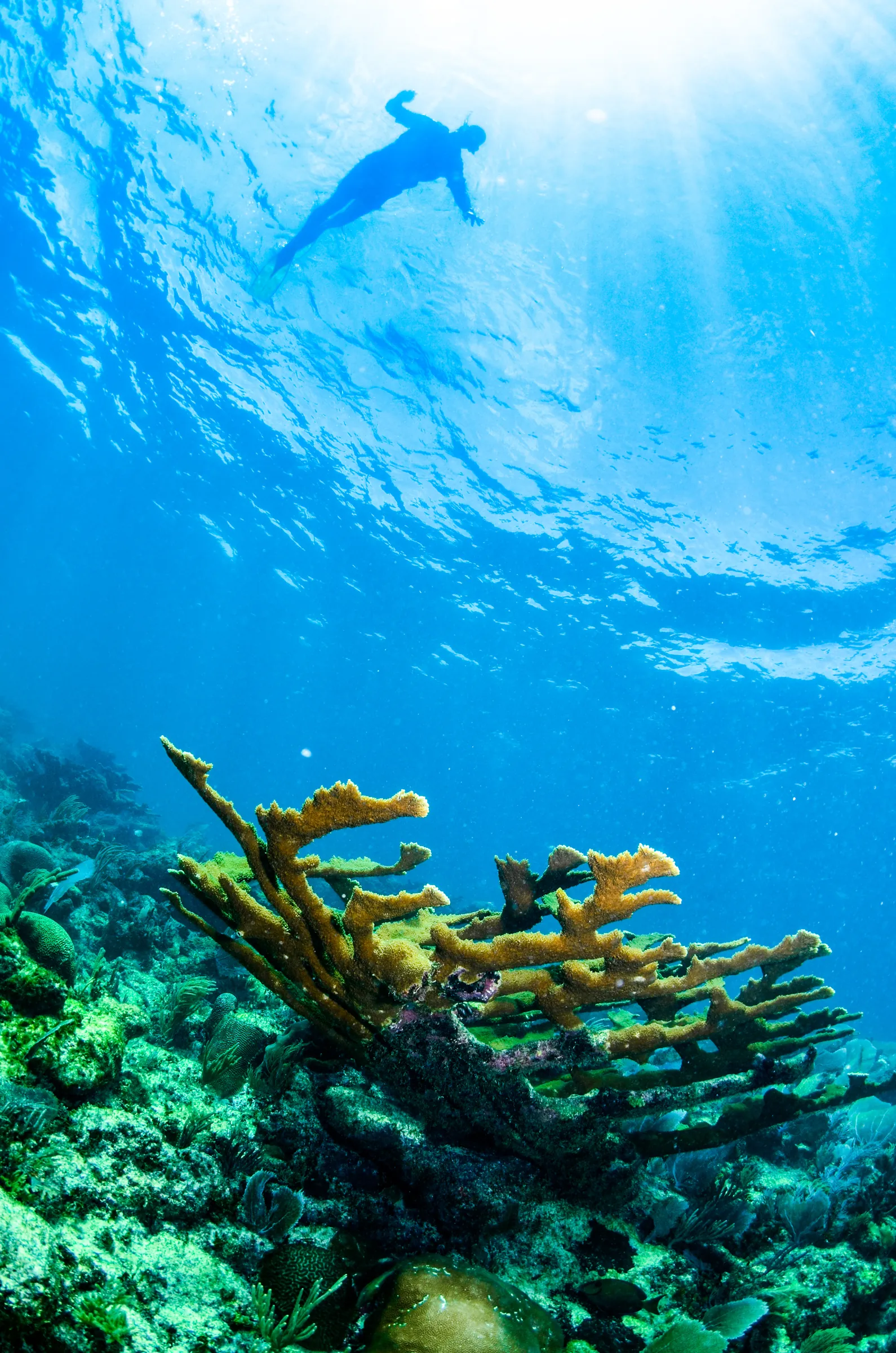 Snorkeler near the surface above elkhorn coral, Belize