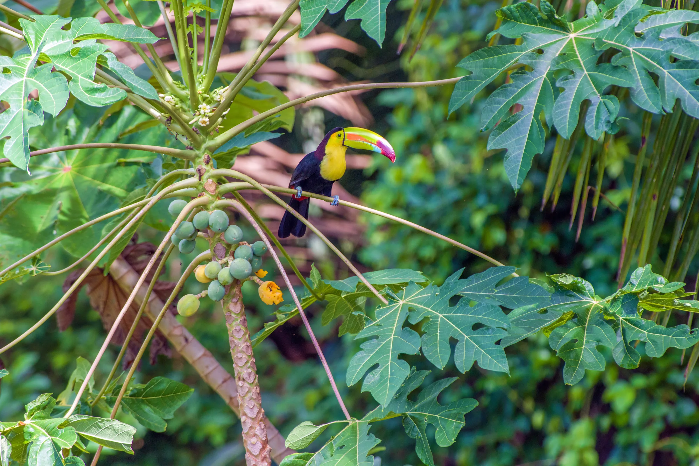 Keel-billed toucan perched in a papaya tree, Belize