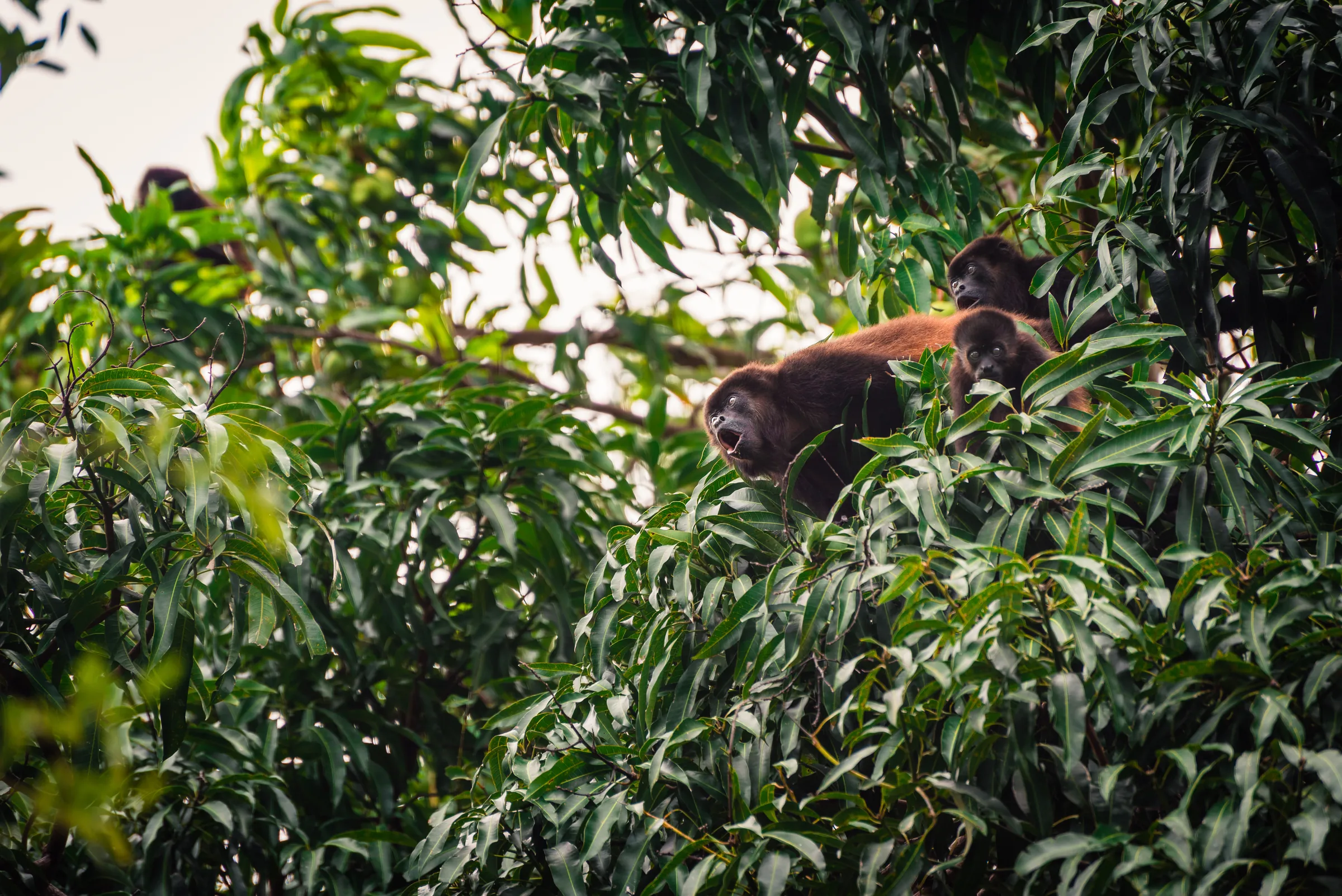 Monkeys resting among jungle branches, Belize