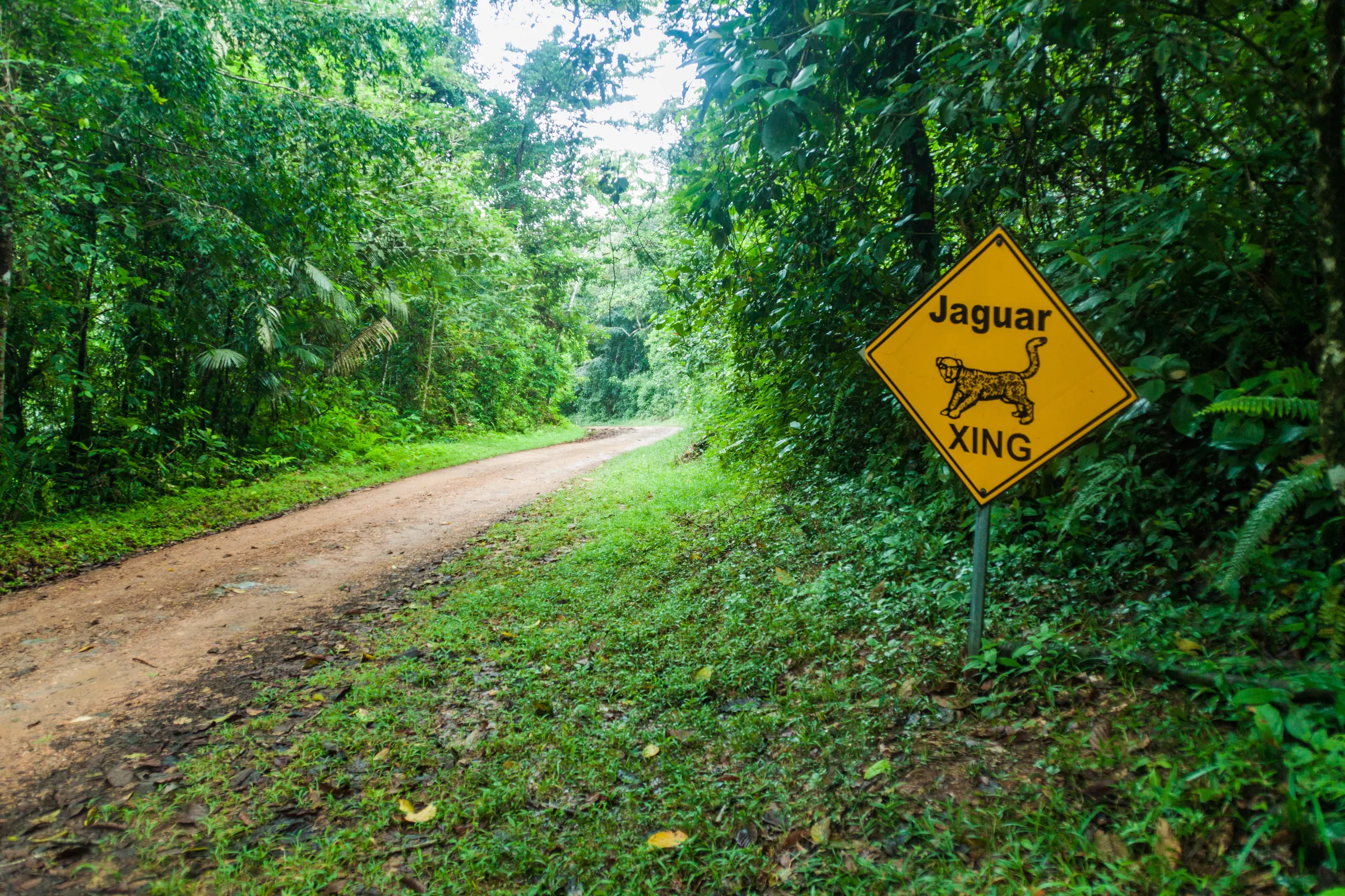 Jaguar crossing sign beside a jungle road, Belize