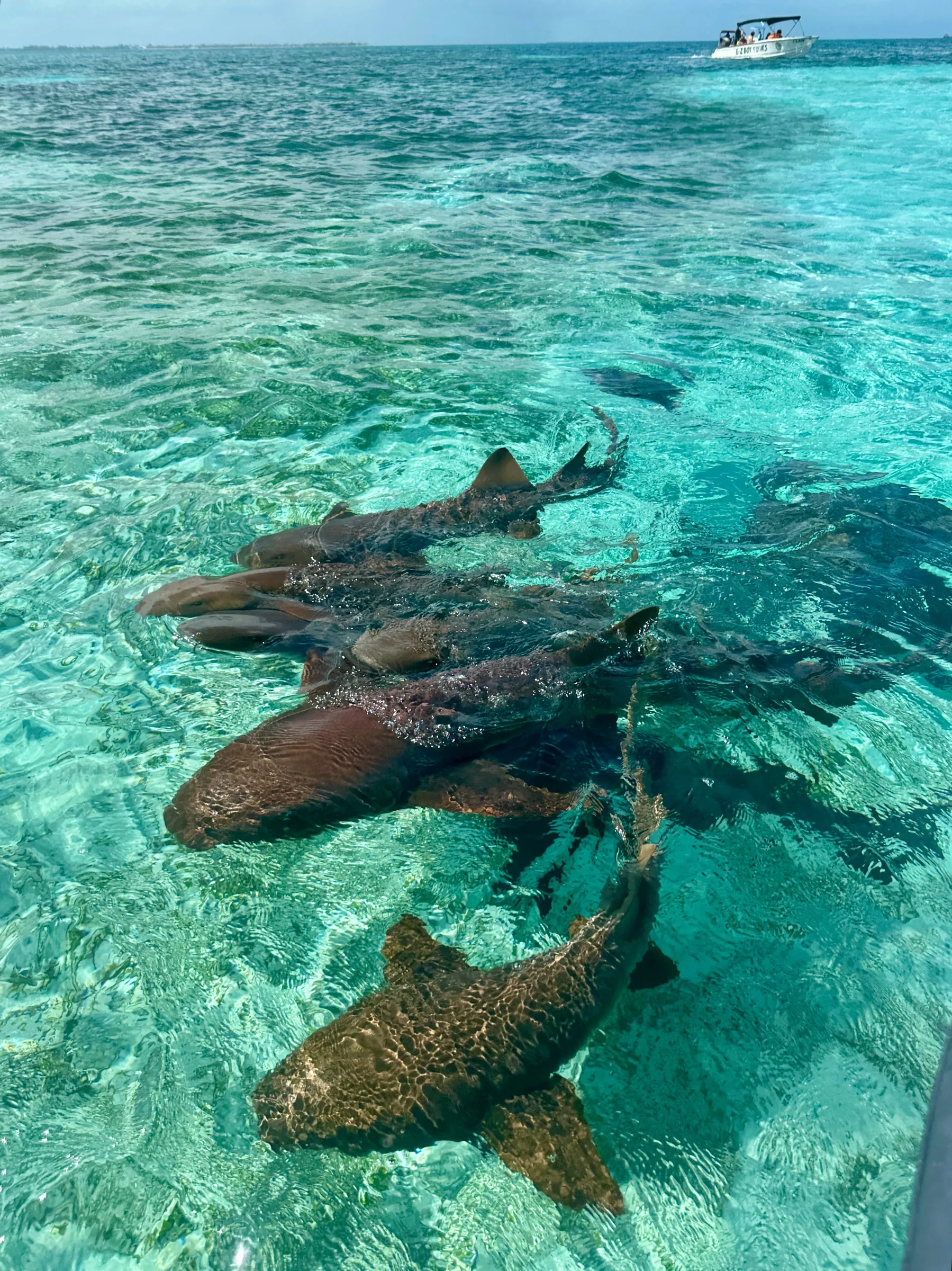 Nurse sharks swimming together in shallow turquoise water, Belize