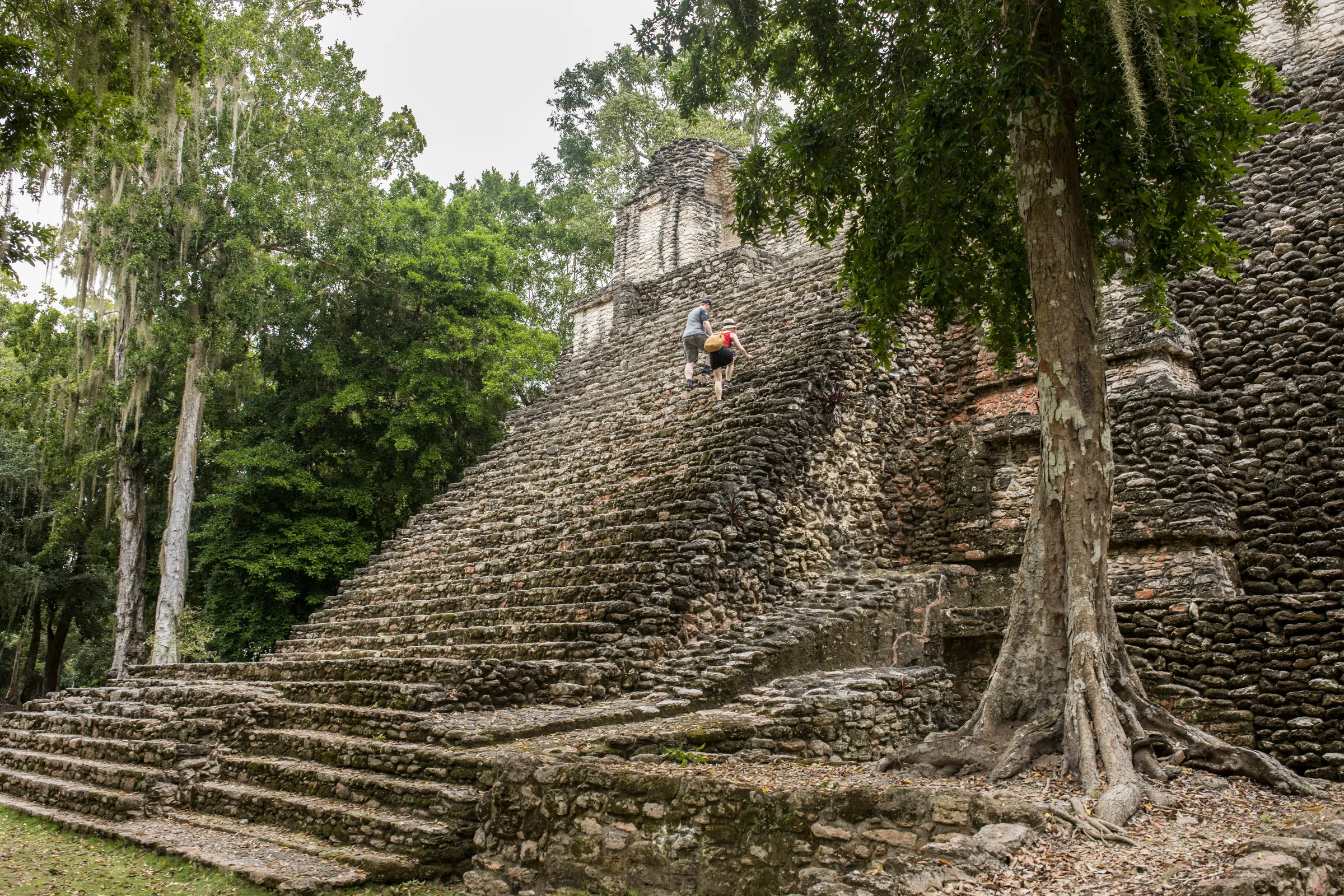 Steep stone staircase on a Maya temple beneath jungle trees, Belize