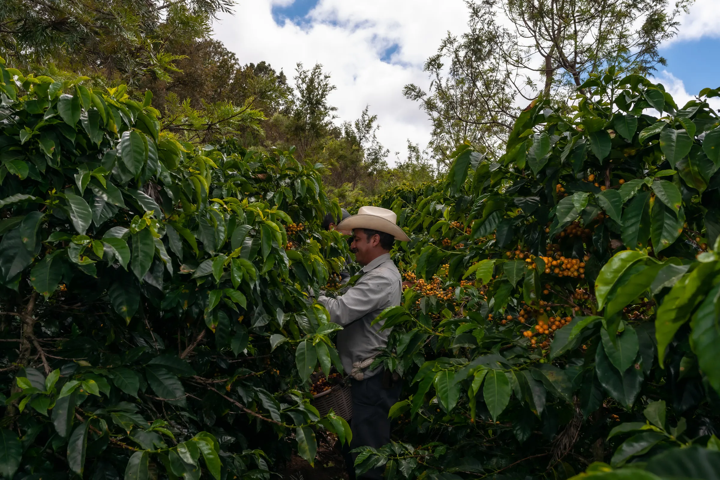 Coffee farmer harvesting ripe cherries in Guatemala