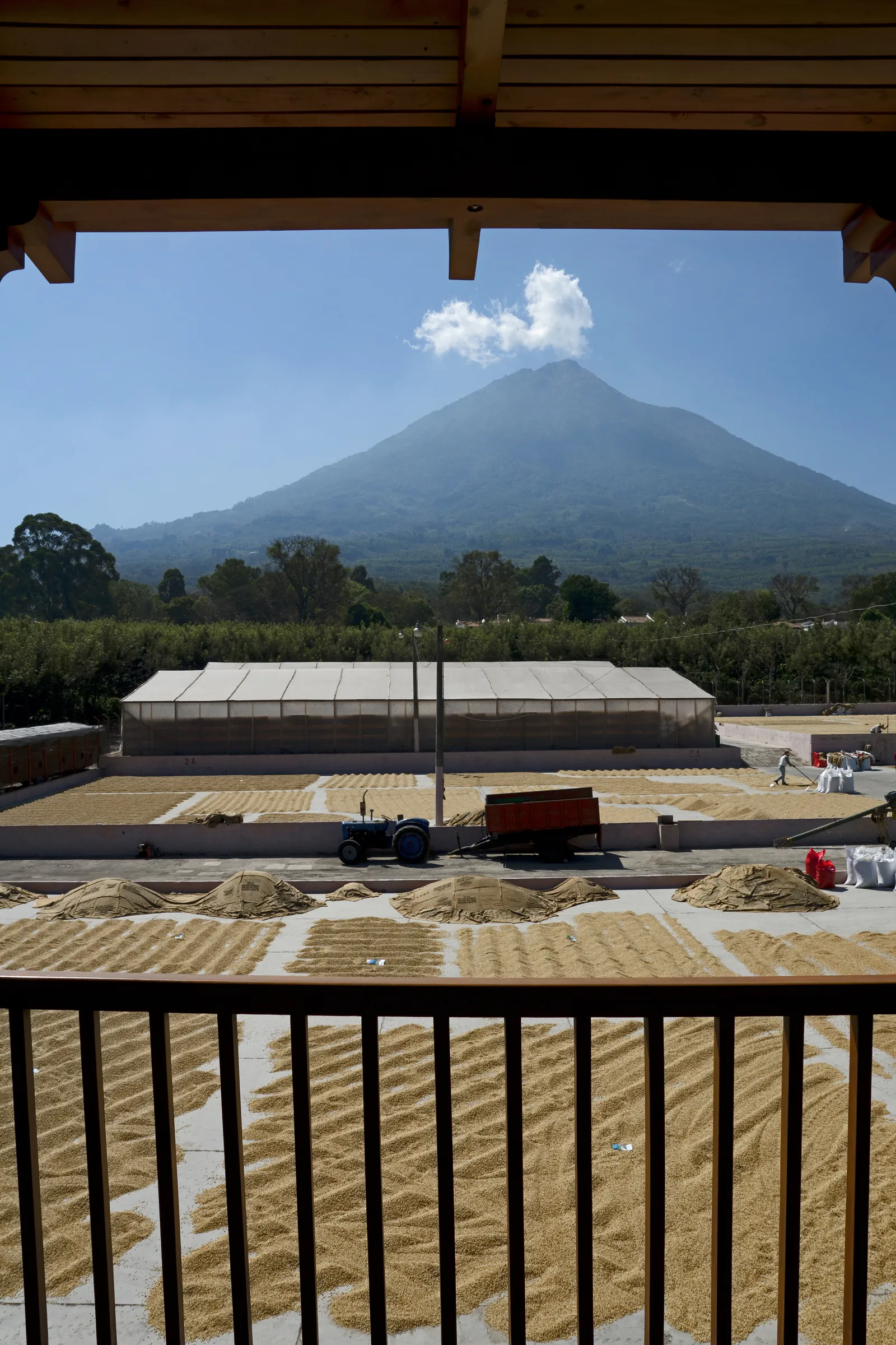Coffee drying on a patio below a volcano, Guatemala