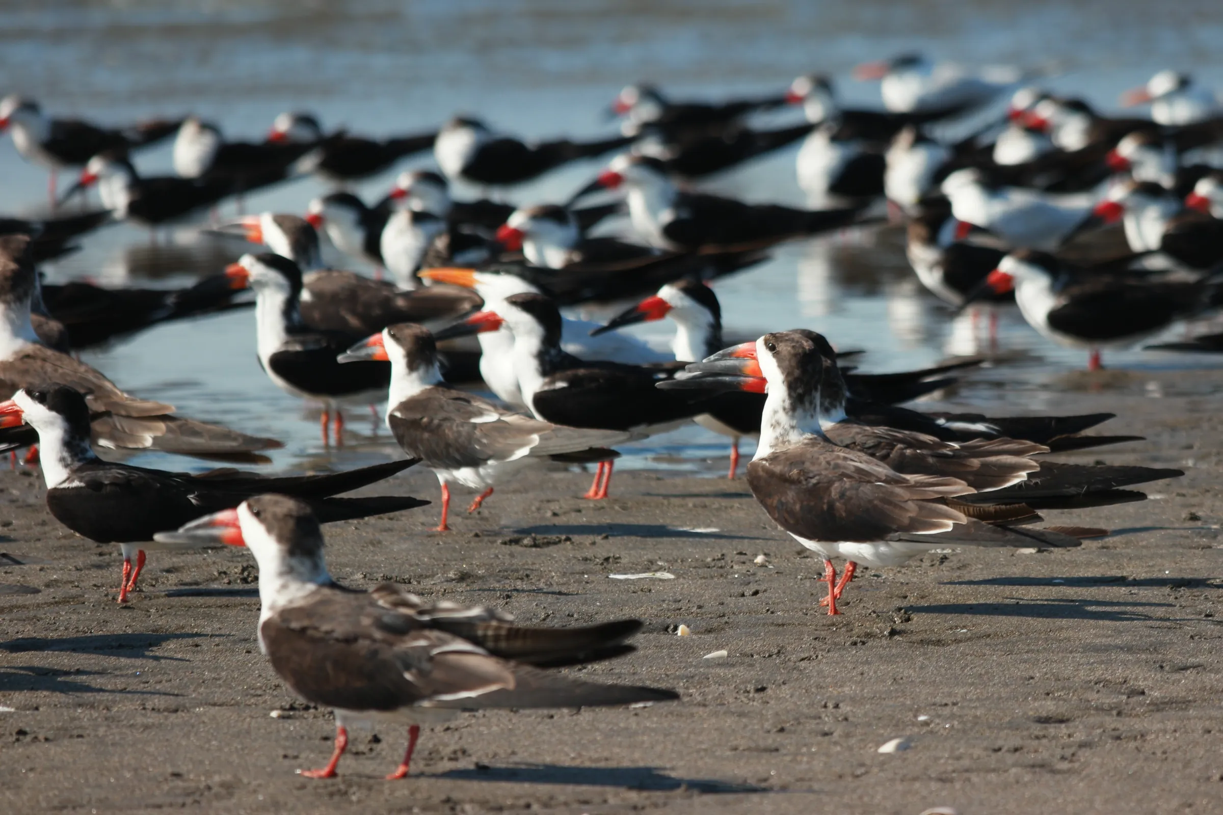 Flock of black skimmers on the shore, Nicaragua