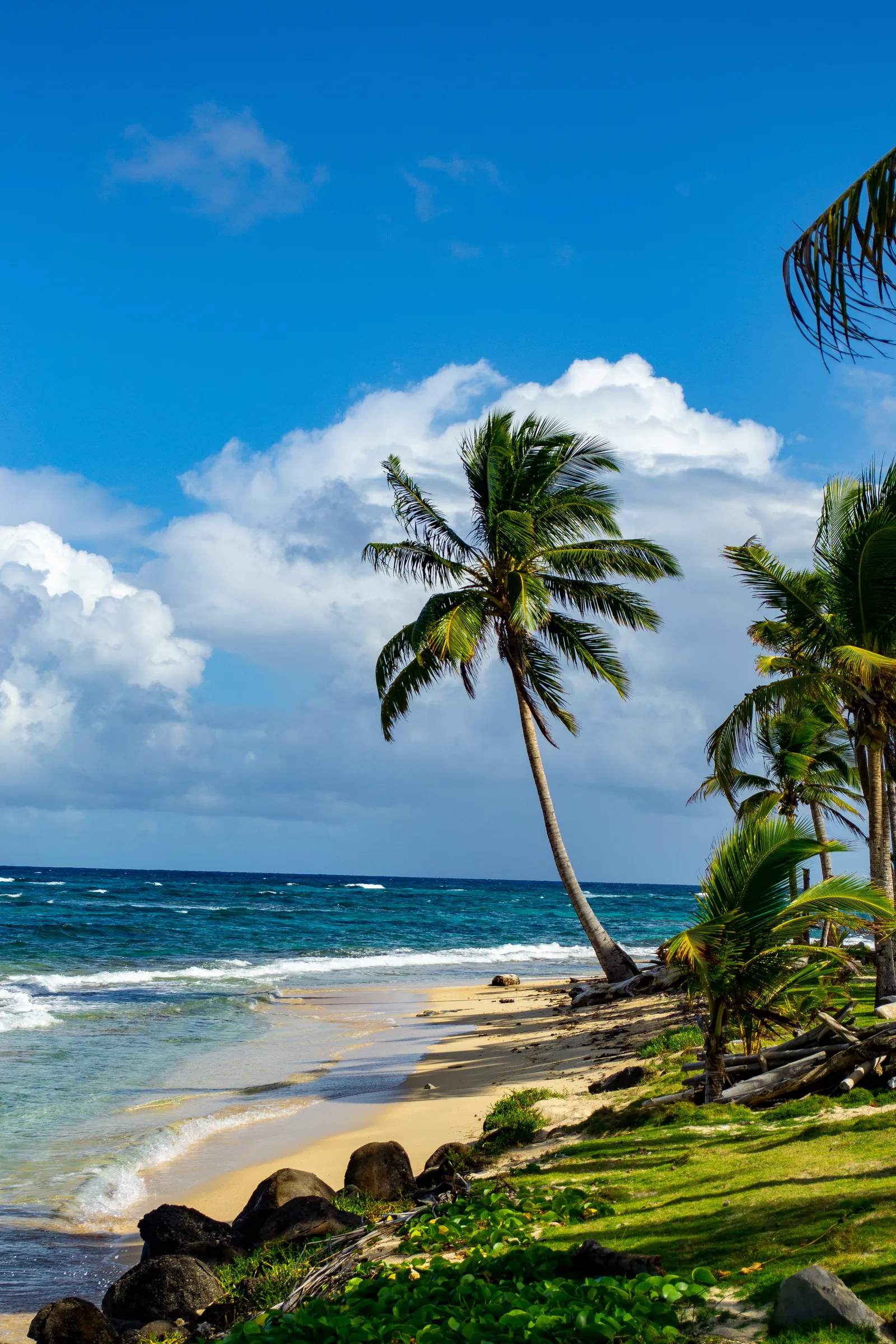 Leaning palm over turquoise Caribbean surf, Nicaragua