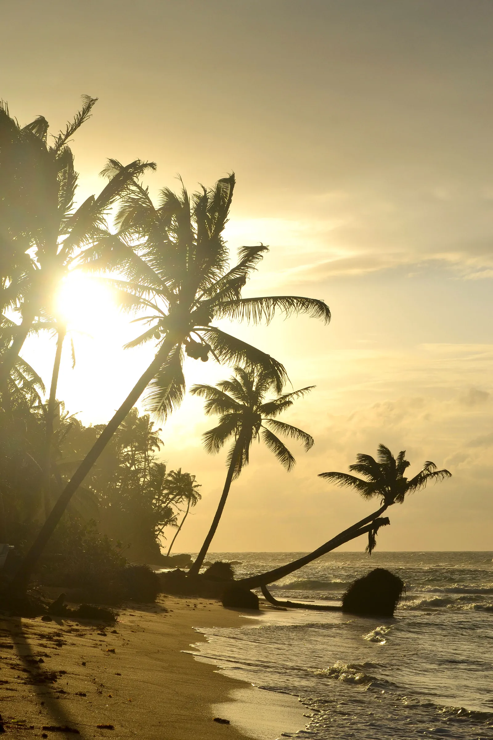 Sunset behind leaning palms on a tropical beach, Nicaragua