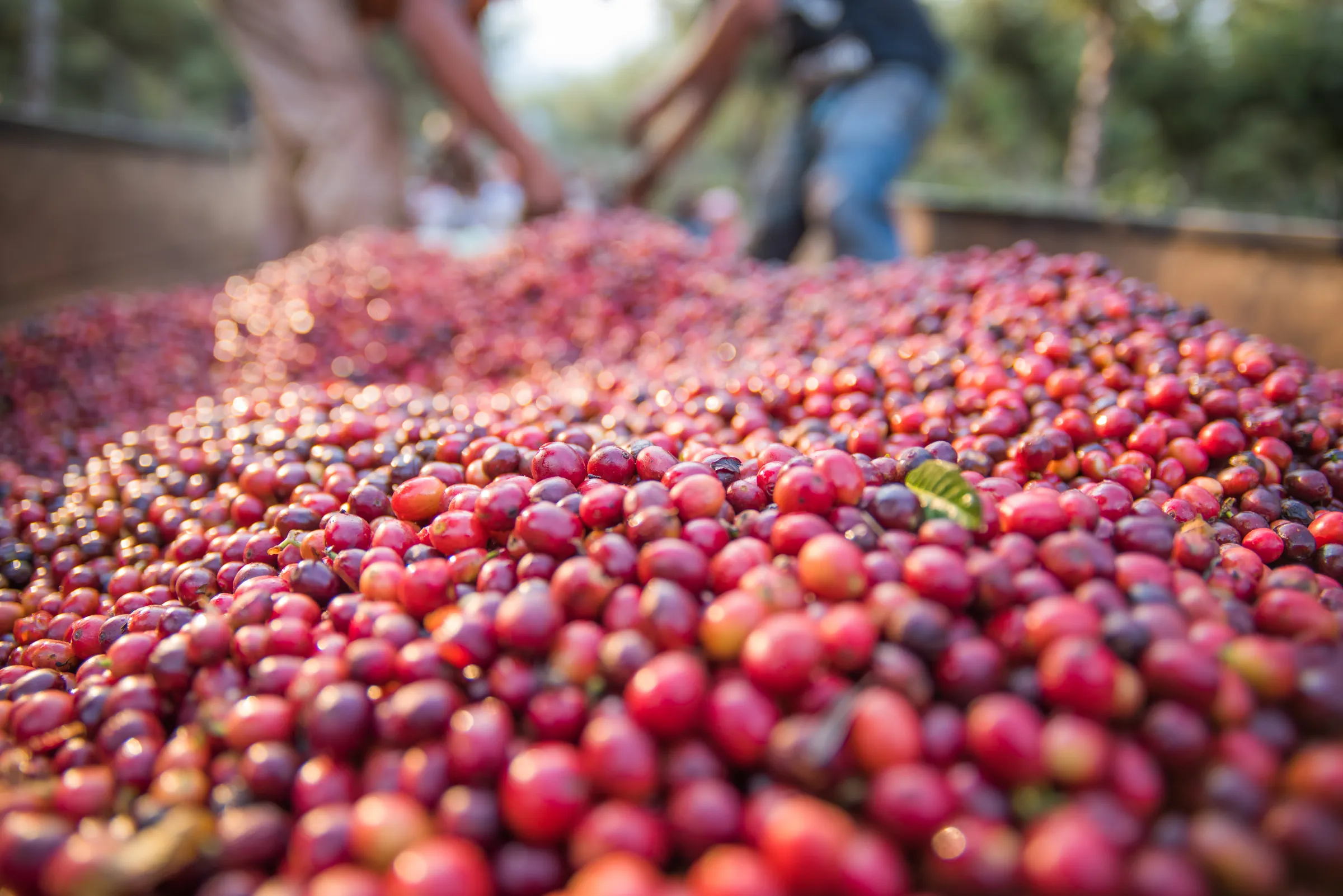 Freshly picked coffee cherries at harvest, Guatemala