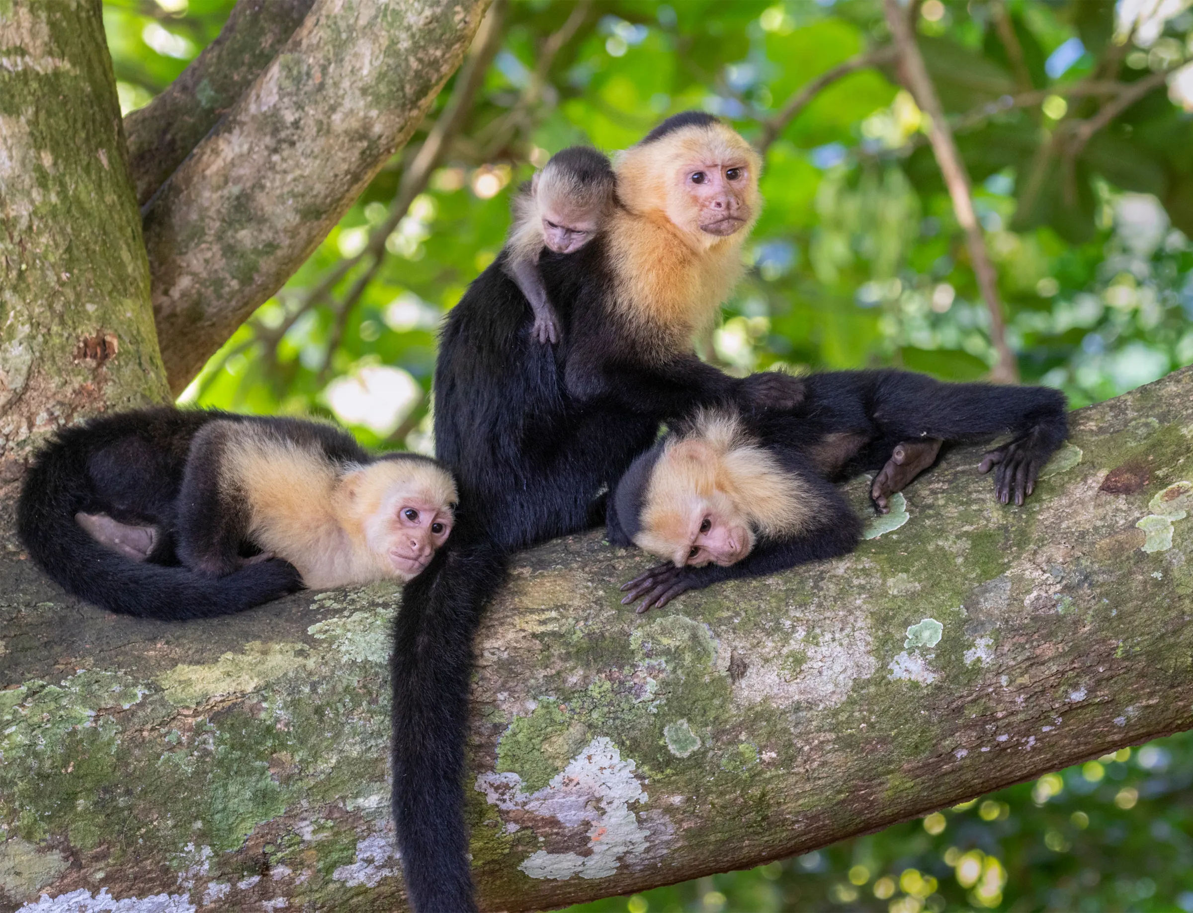 Group of monkeys resting on a tree branch