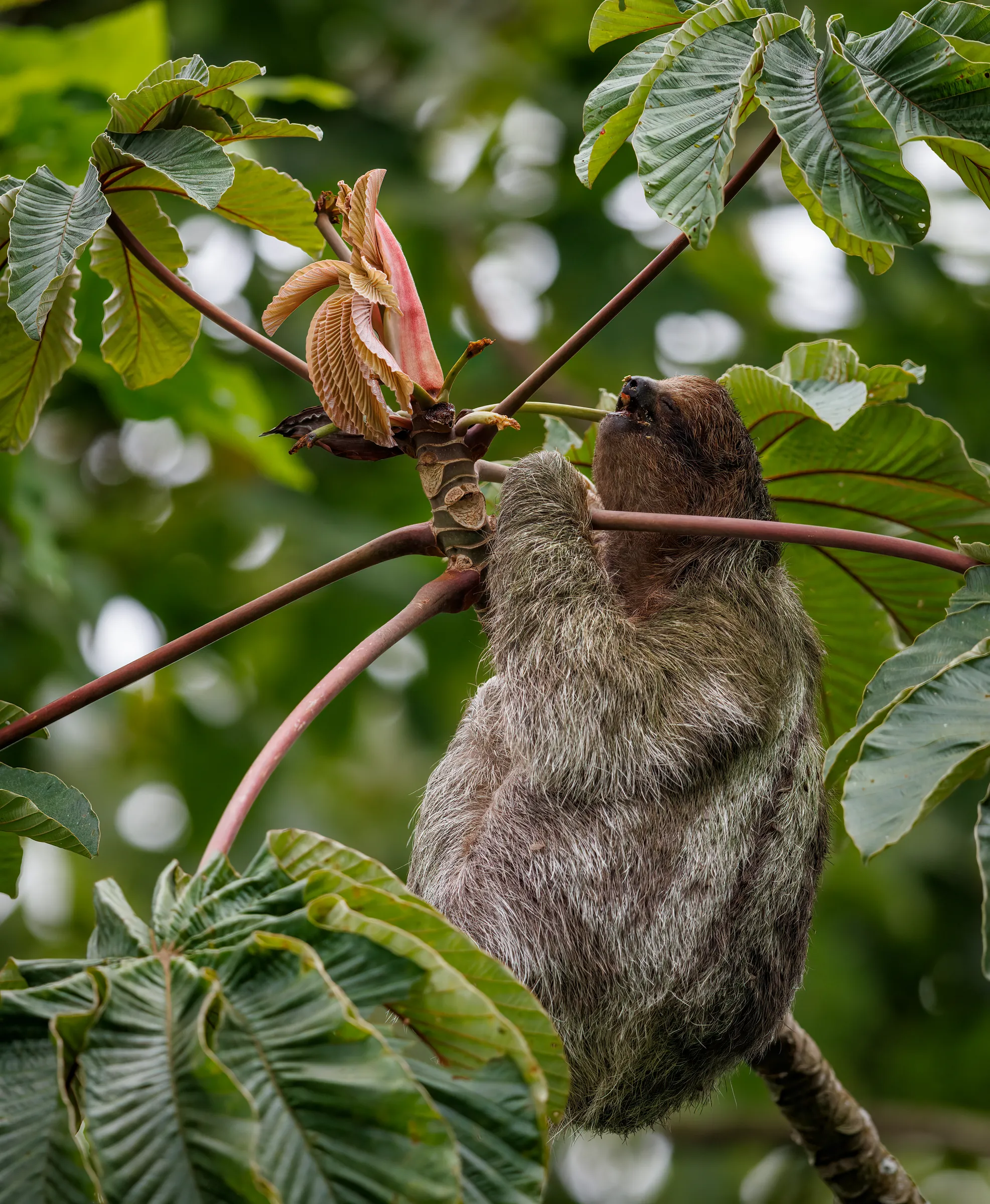 Sloth resting among tropical leaves