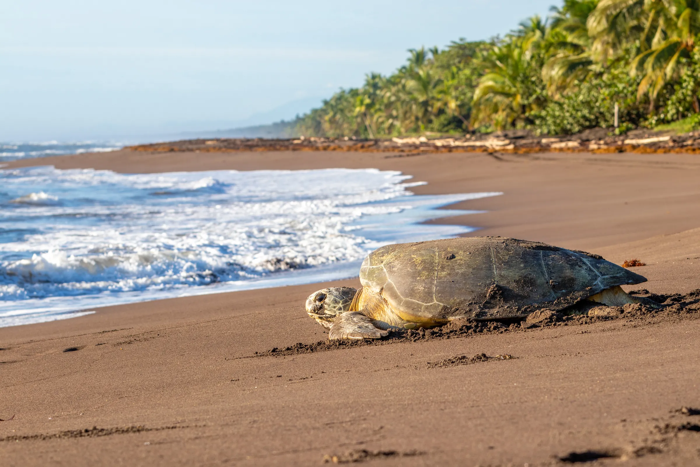 Sea turtle resting on a tropical beach