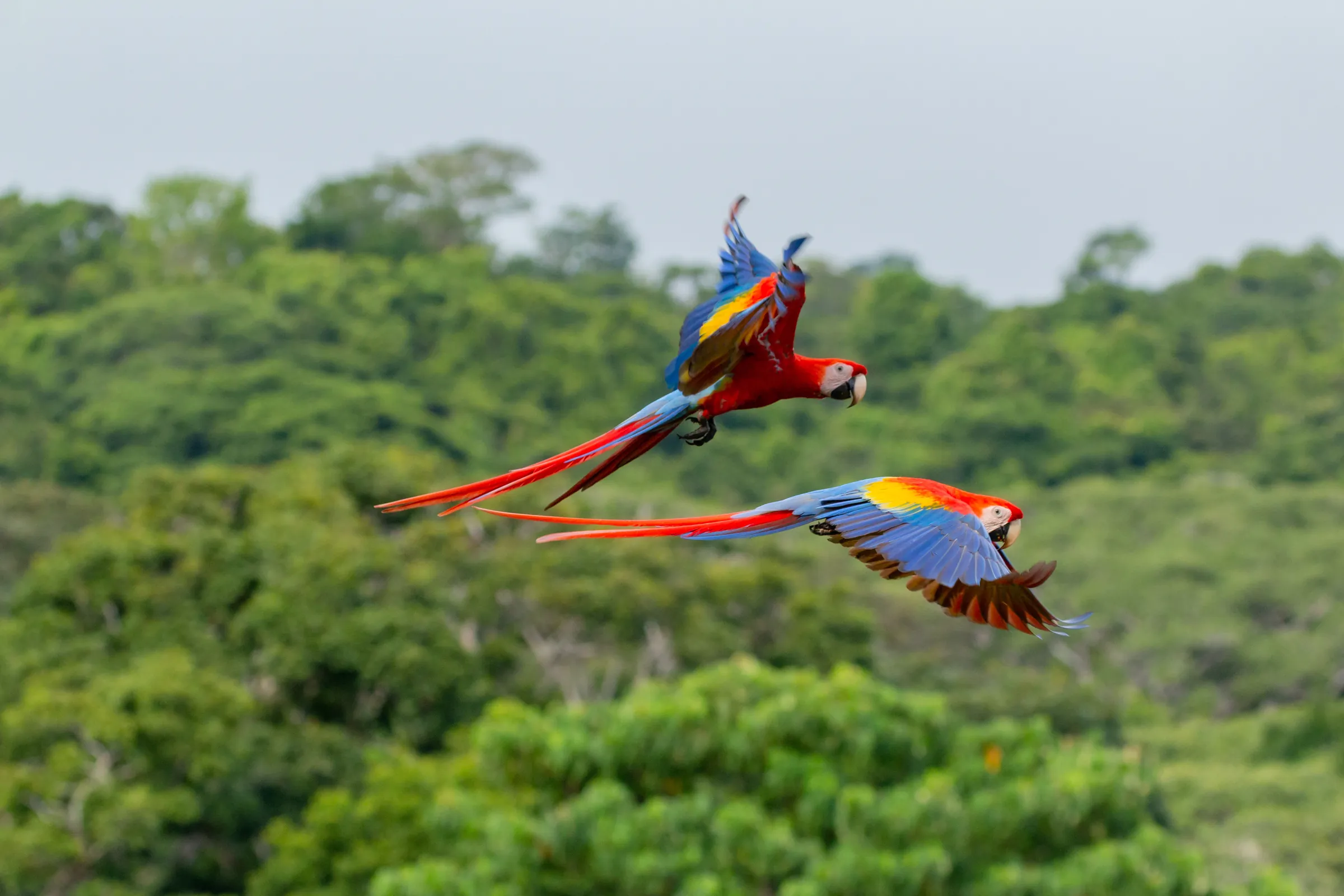 Scarlet macaws flying above rainforest