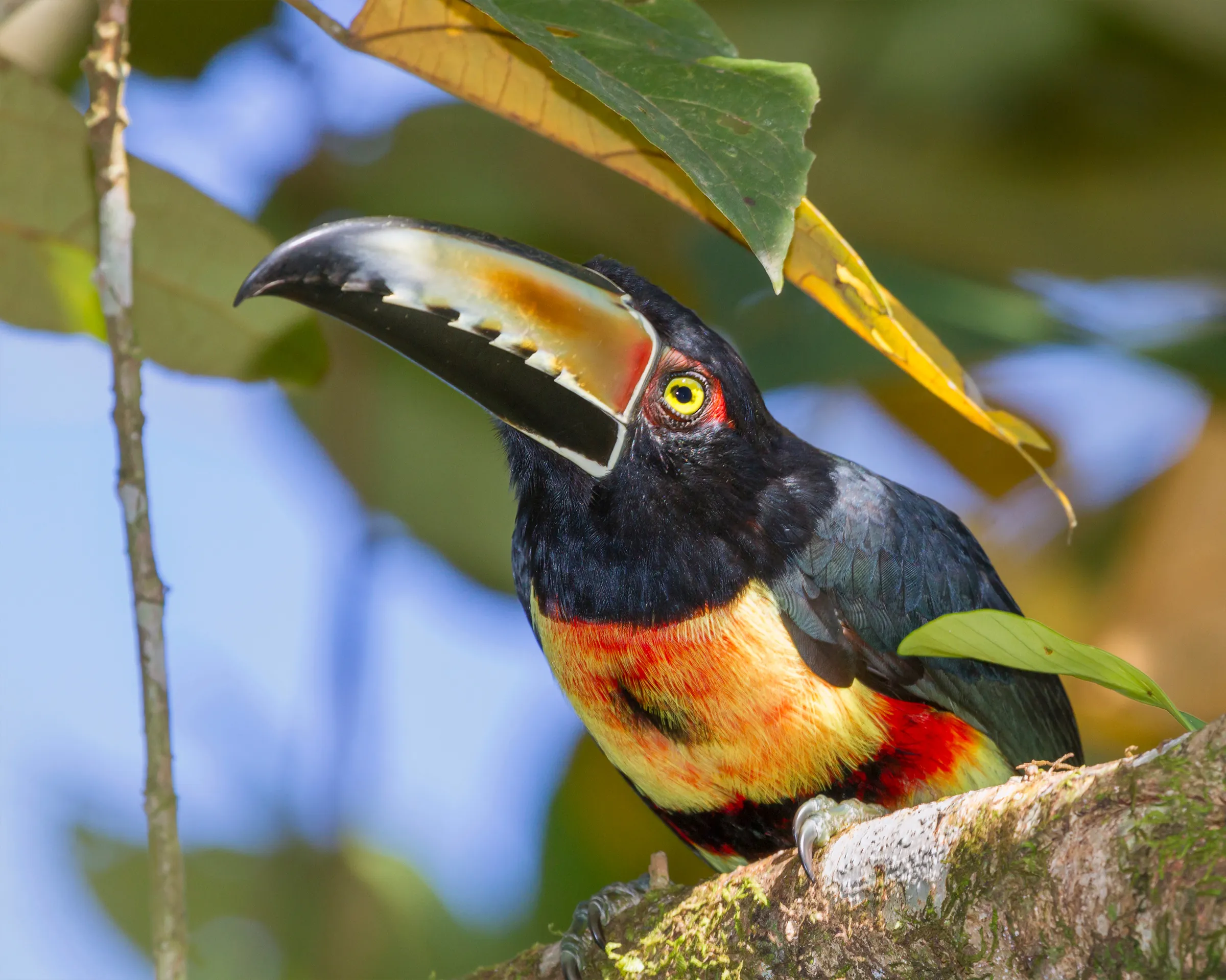 Keel-billed toucan in the Costa Rica rainforest
