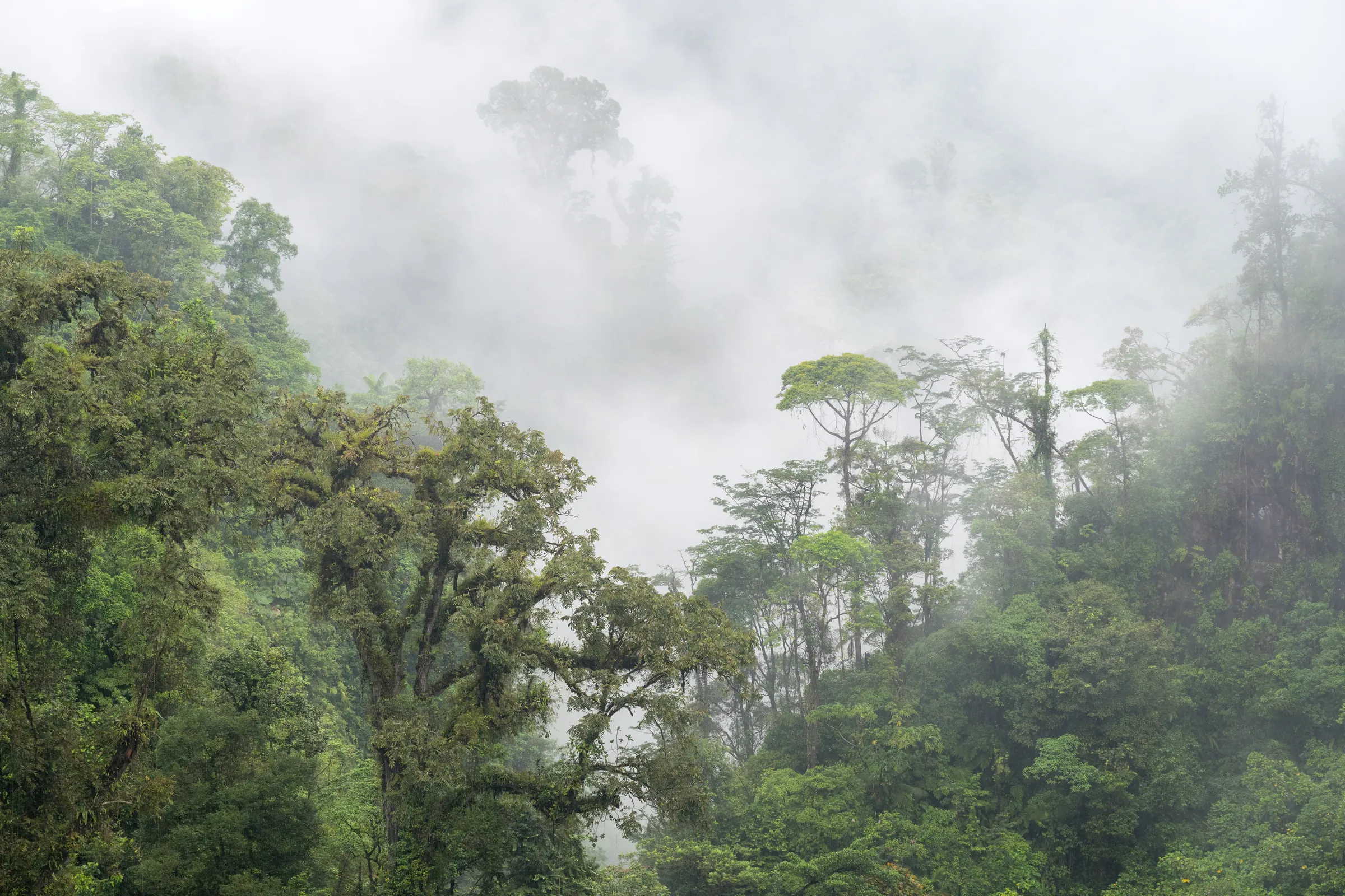 Mist rising over the rainforest canopy in Costa Rica