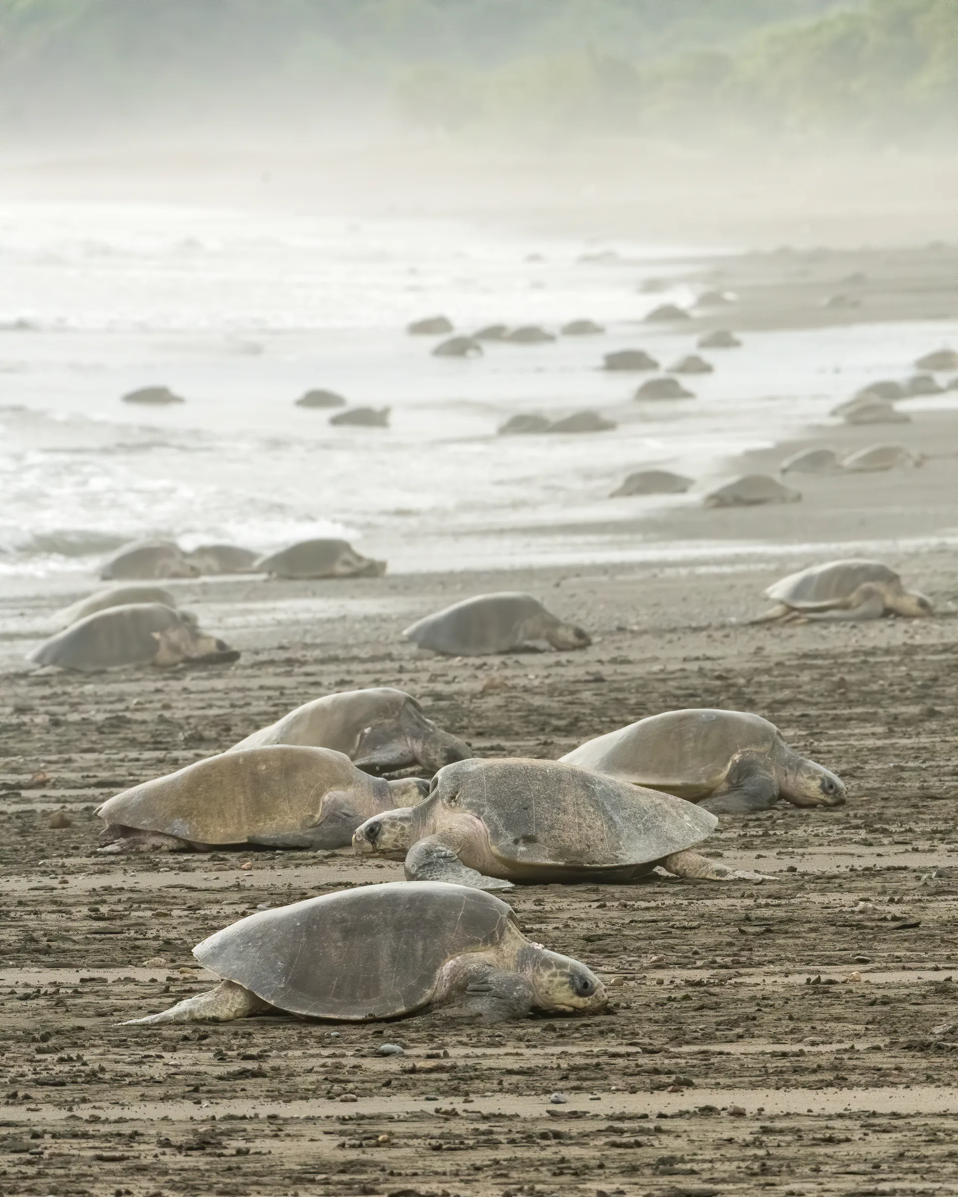 Olive ridley turtles coming ashore during an arribada at Ostional