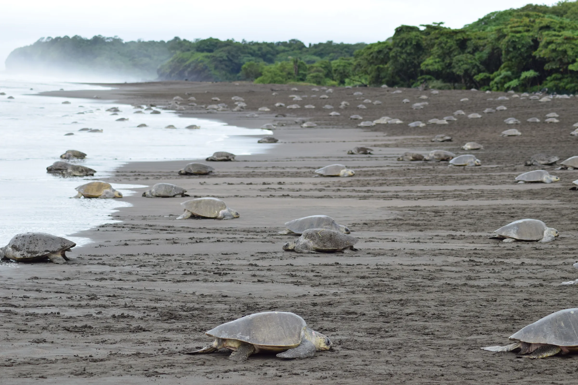 Sea turtles gathered across a dark sandy beach
