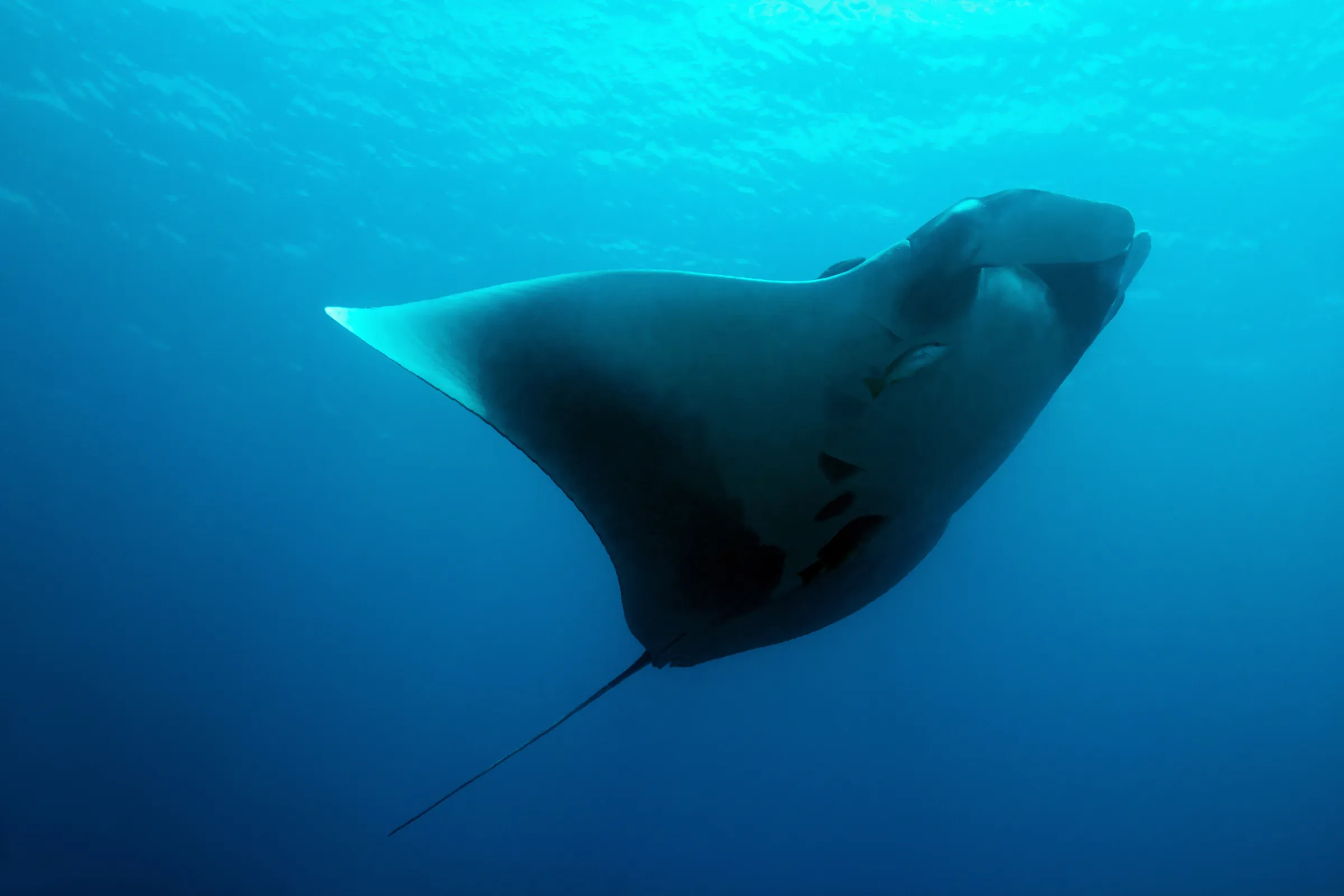 Manta ray gliding through deep blue water
