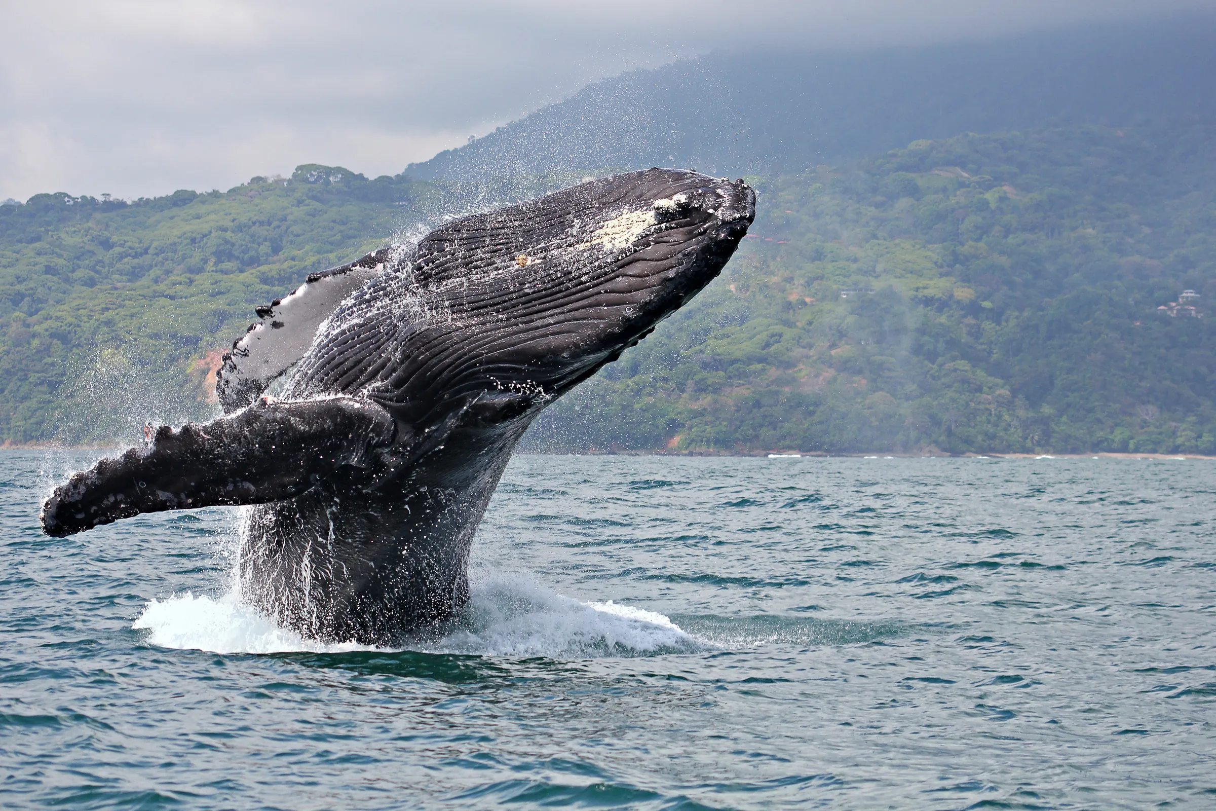 Humpback whale breaching near a green coastline