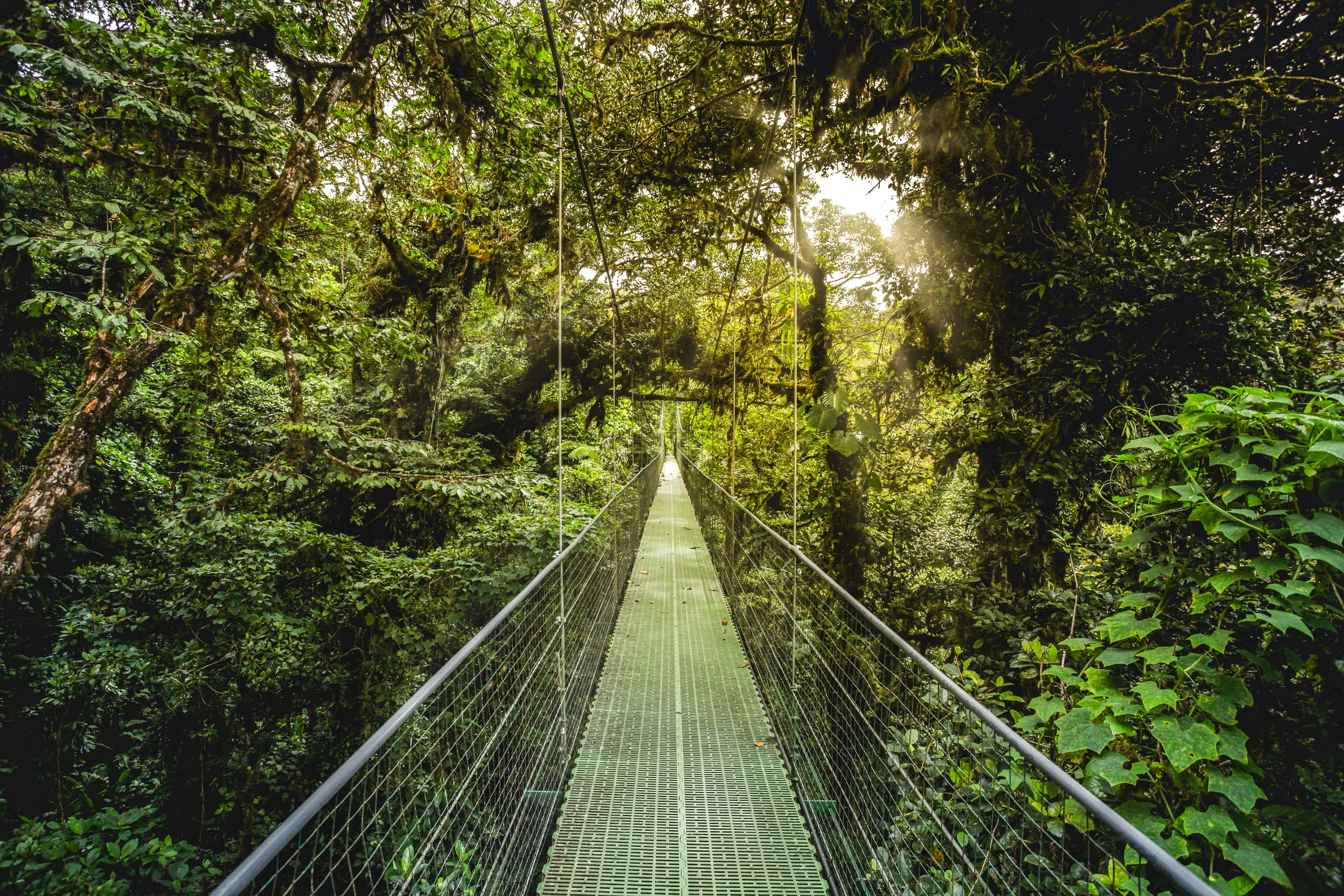 Hanging bridge through the rainforest canopy in Costa Rica