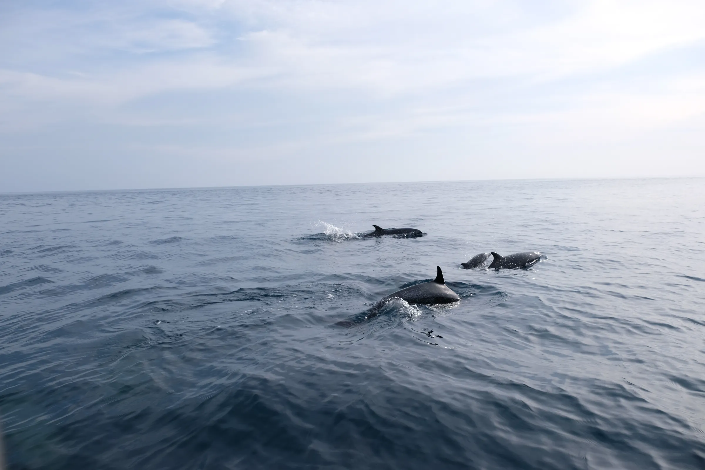 Dolphins surfacing in the open ocean