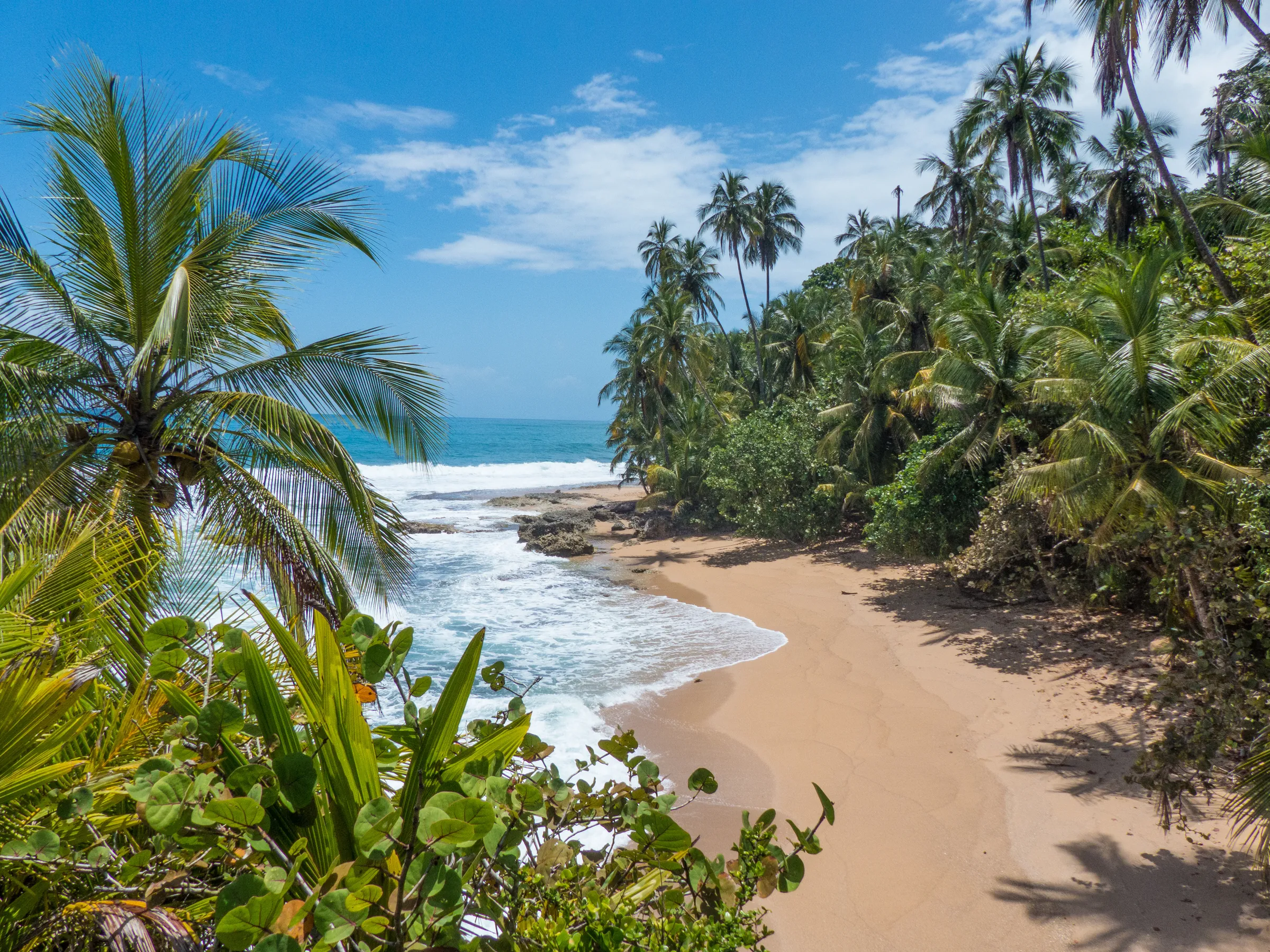 Palm-lined sandy beach beside ocean waves