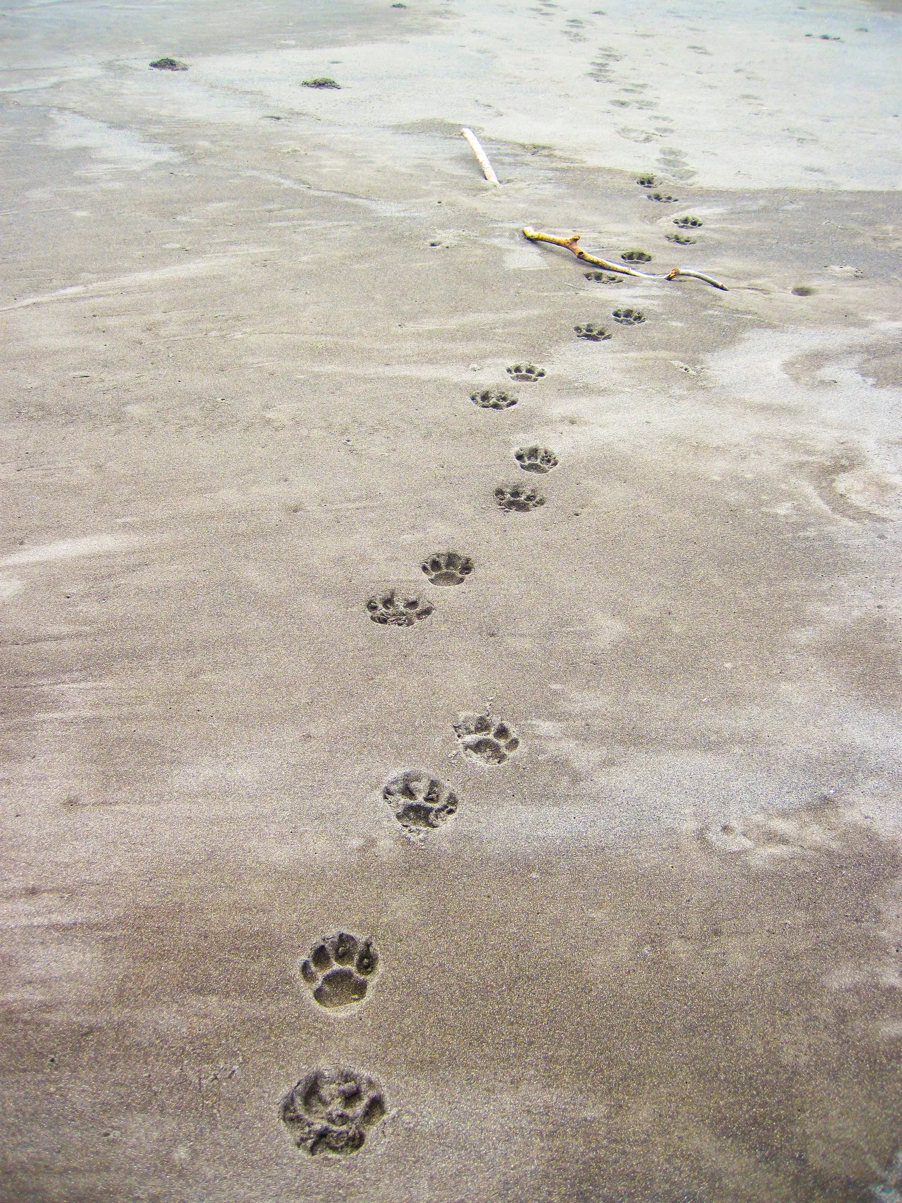 Animal paw prints along pale beach sand