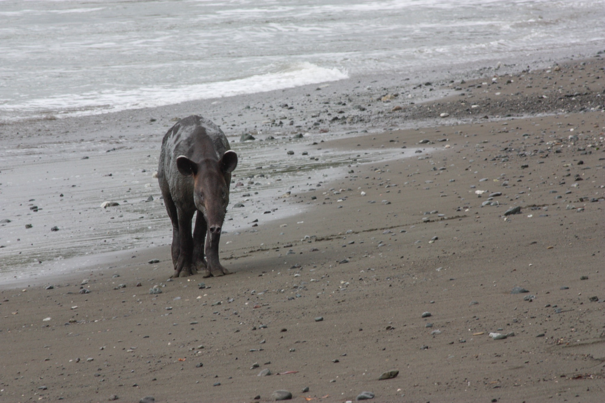 Baird's tapir walking along a dark-sand Pacific beach, Costa Rica