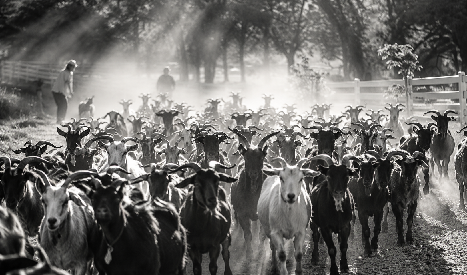 A herd of goats moving down a dusty farm road through backlit haze, two herders behind them, Mariposa County