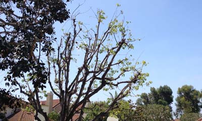 Arborphobia